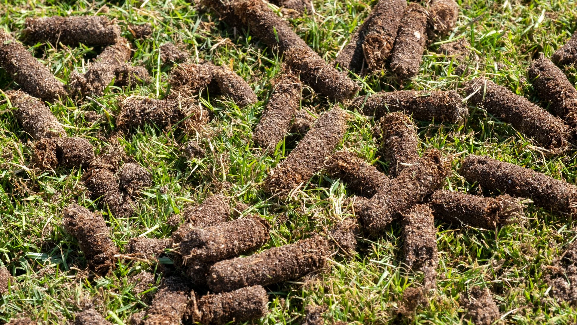 Are Results From Core Aeration Quick?
