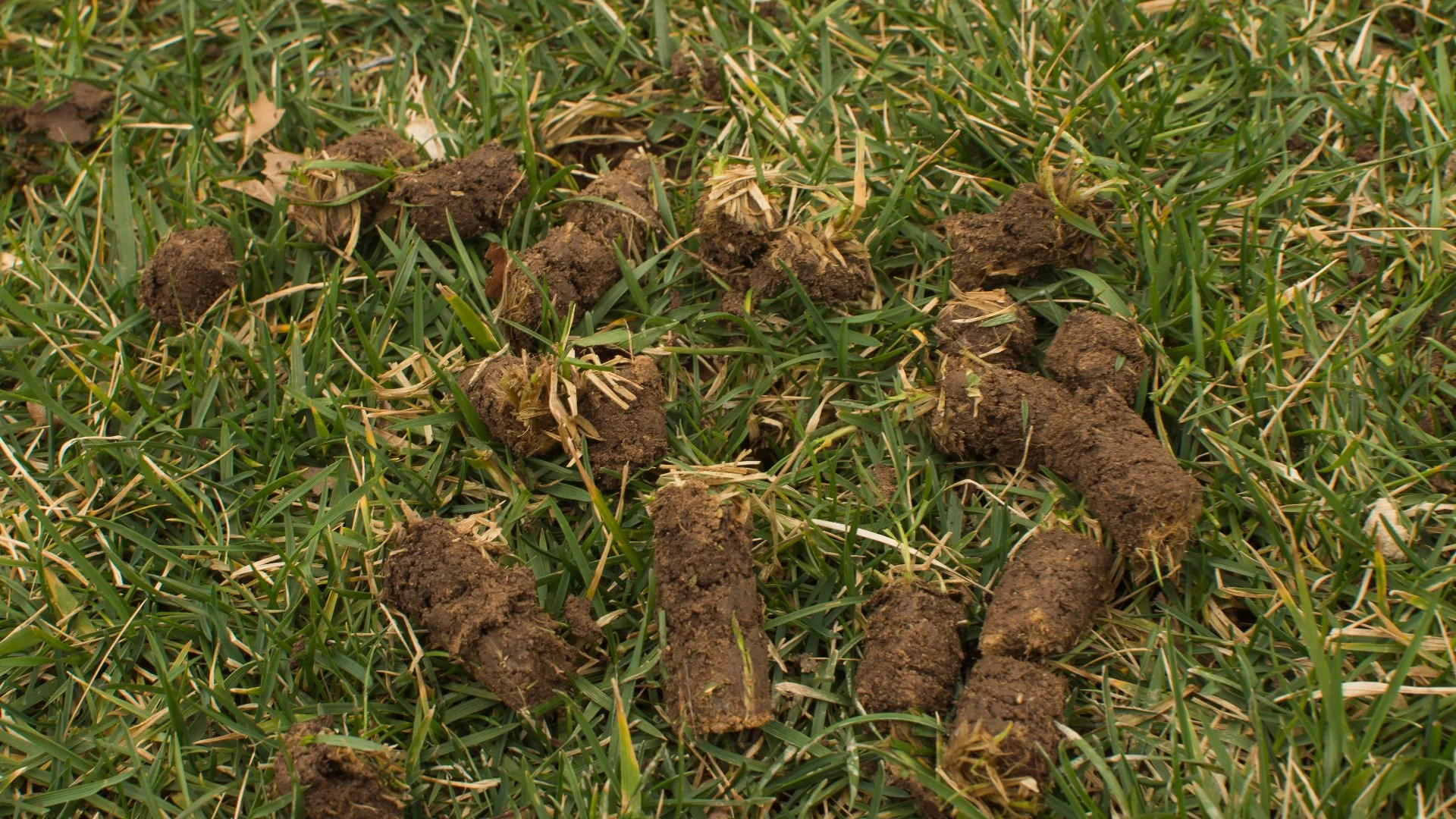 What Can Happen if You Don’t Have Your Lawn Aerated?