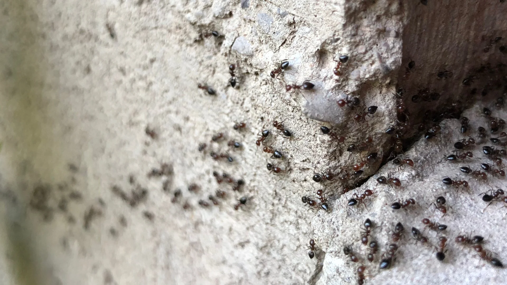 Perimeter Pest Control Treatments Are Absolutely Worth the Money!