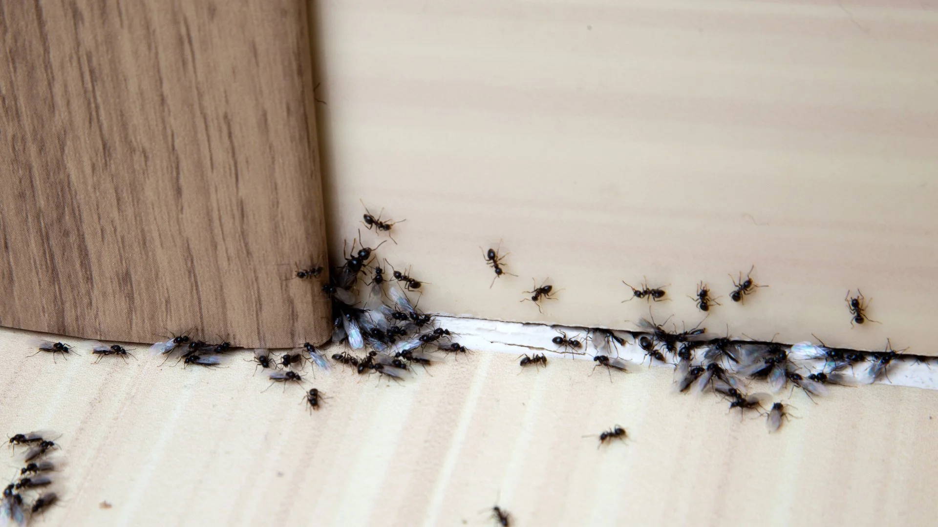 Are There Ants in Your Home? Here’s What You Need to Do!