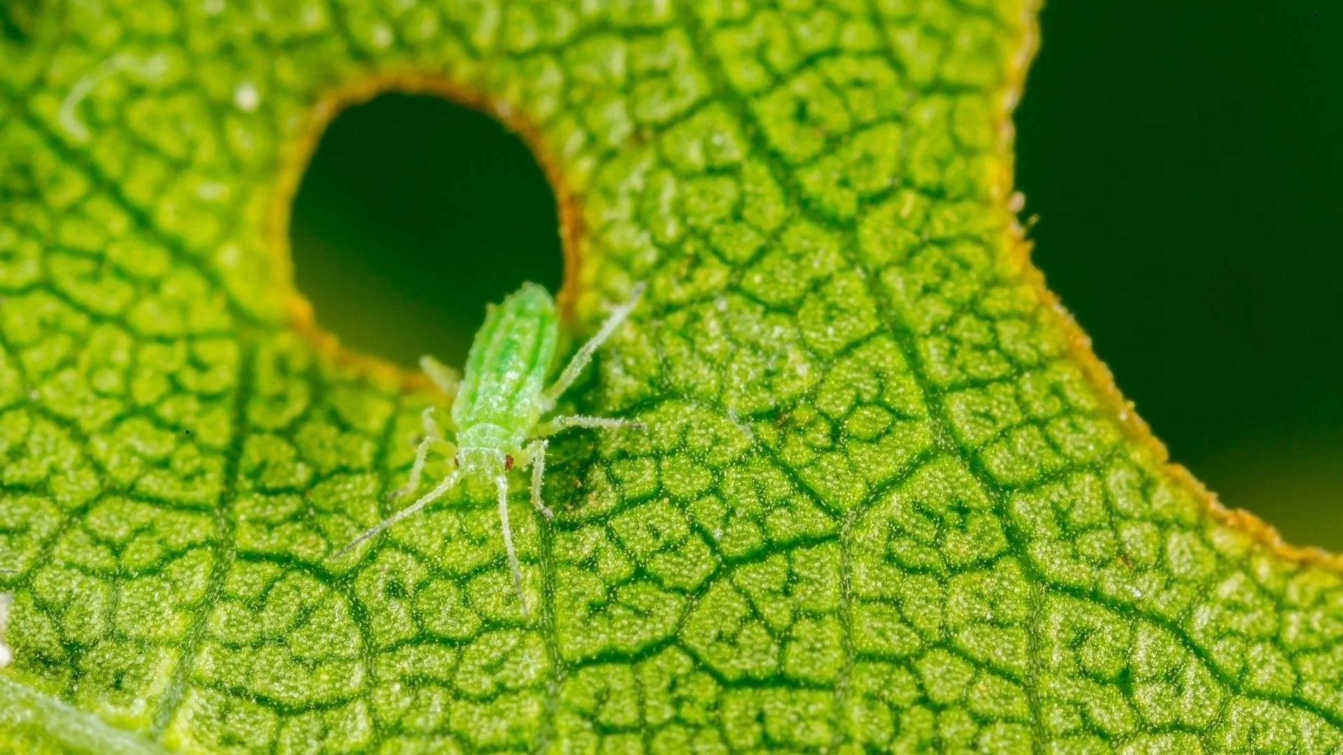 Are Aphids Harmful to Trees & Shrubs in Ohio?