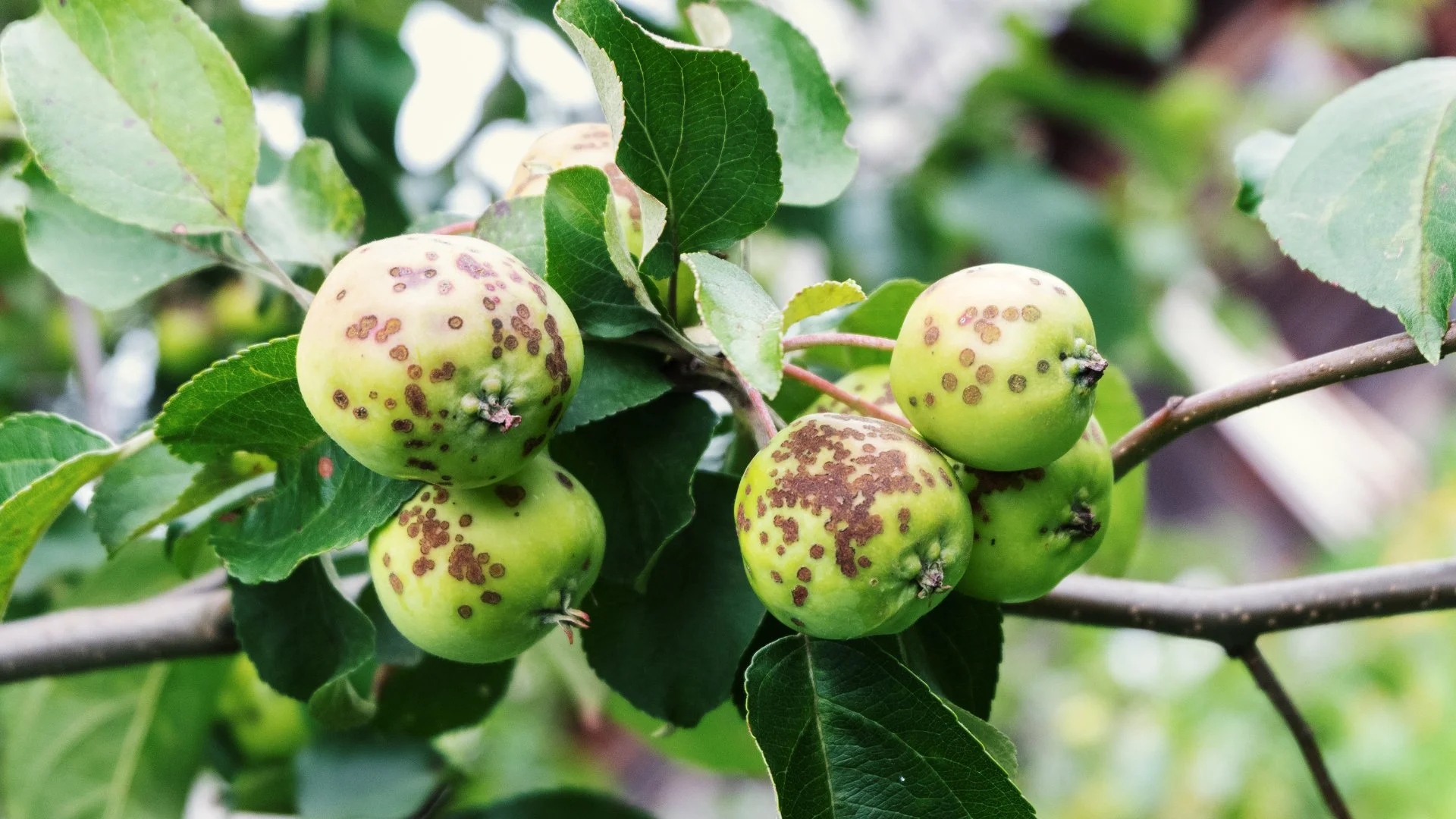 Apple Scab: What to Know About This Tree Disease