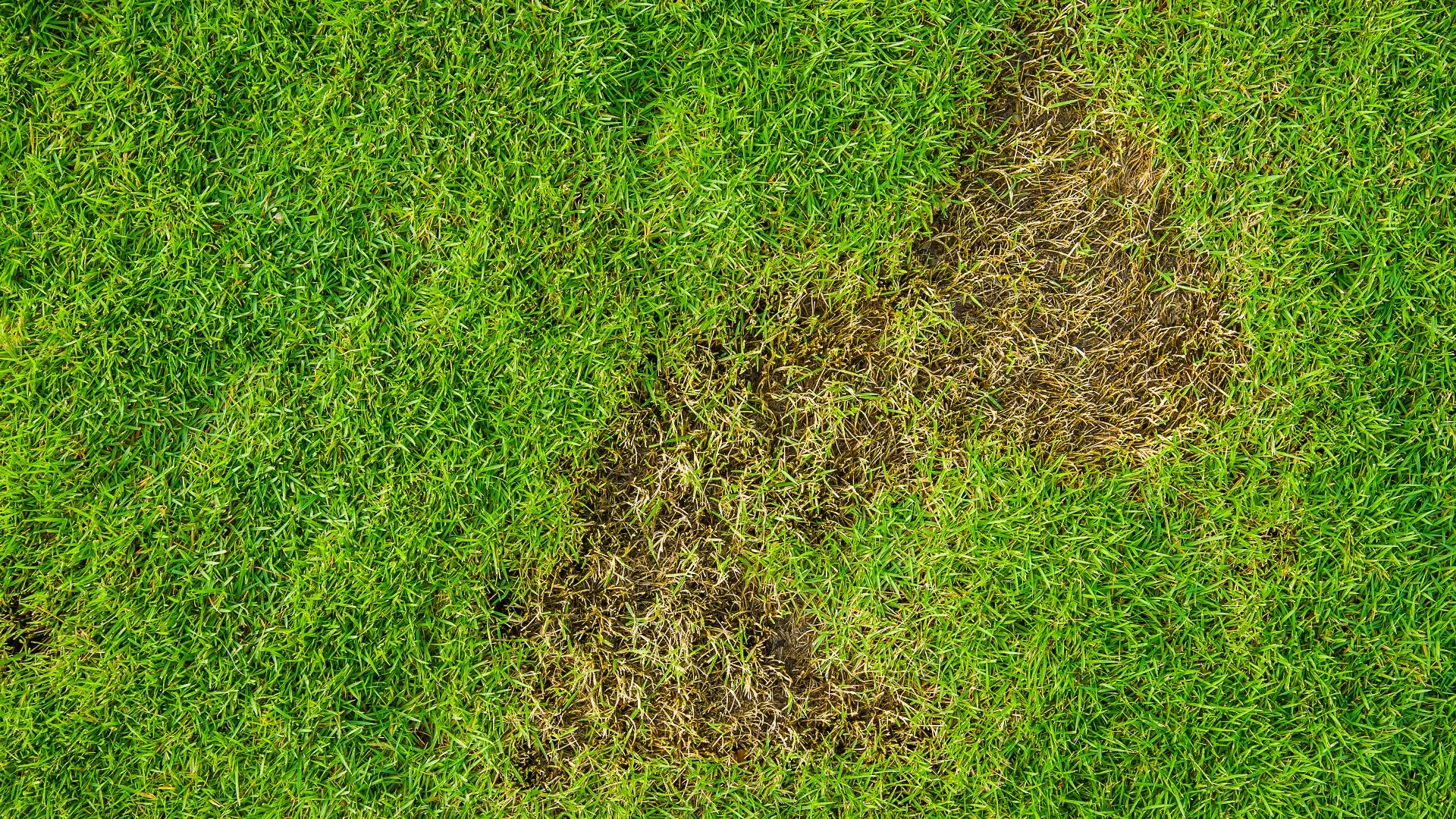 Did Grubs Damage Your Lawn? Here’s How to Help It Recover