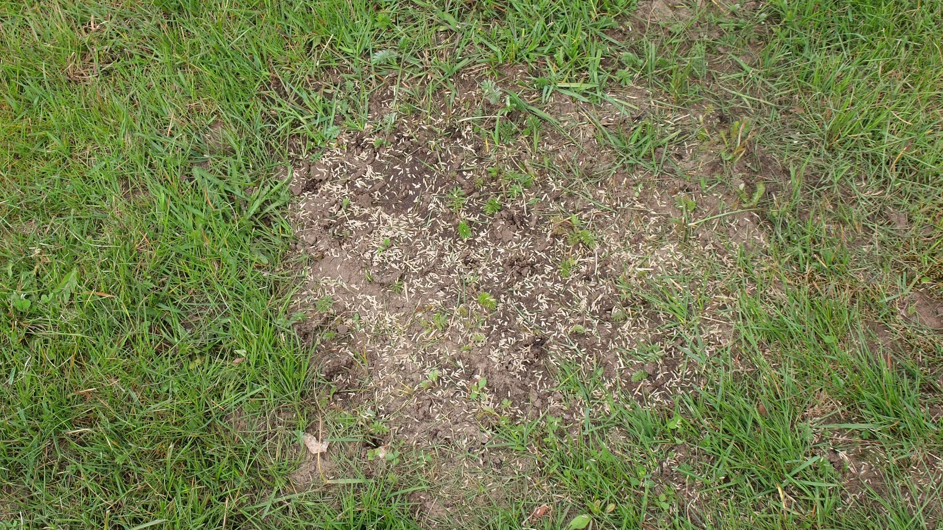 Avoid Making These Mistakes When Overseeding Your Lawn!