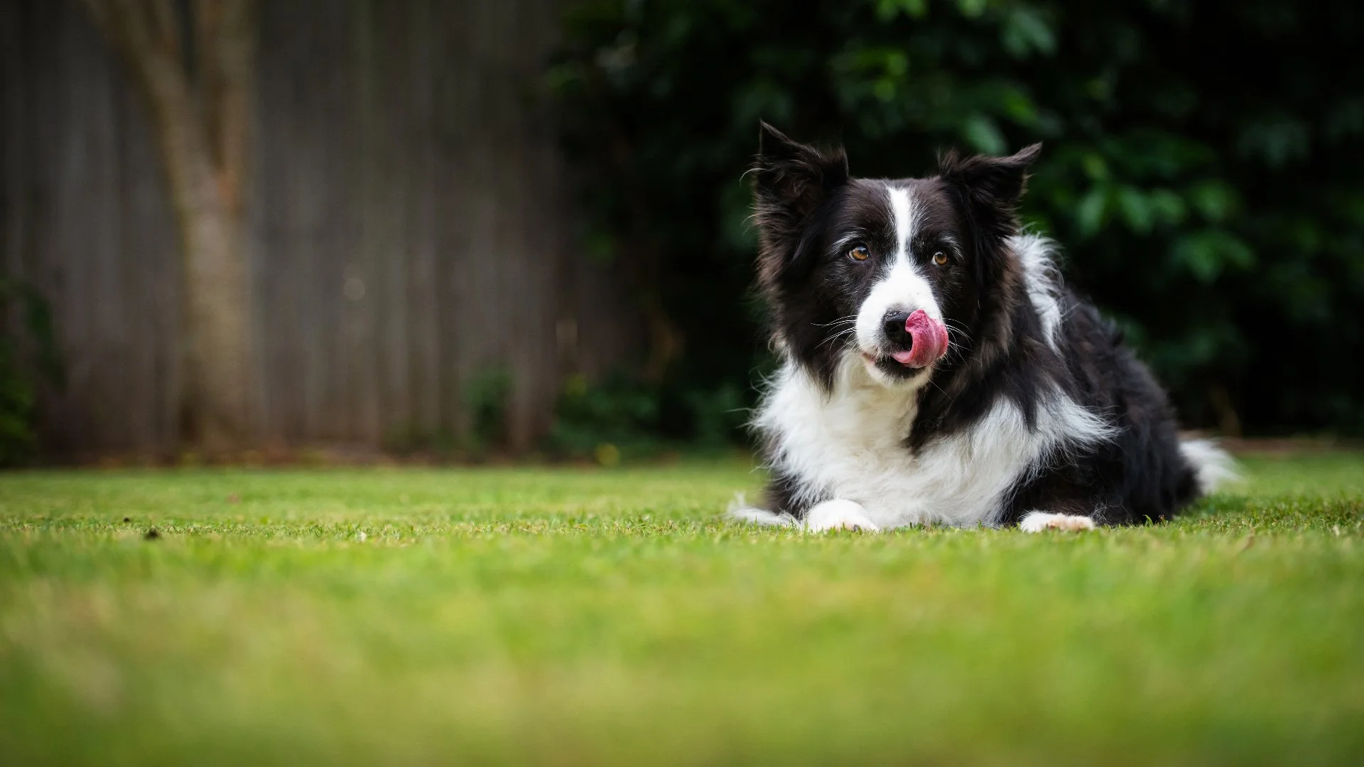 Are Lime Treatments Harmful to Dogs?