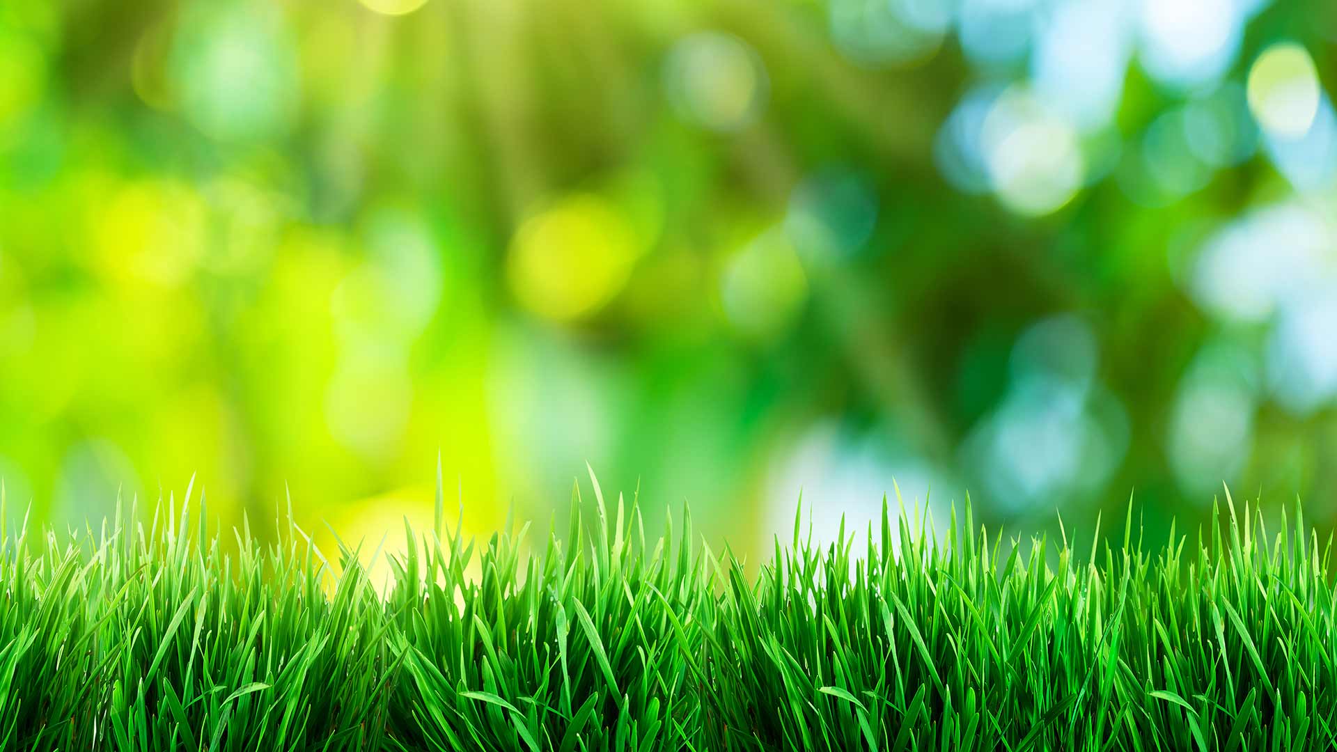 Beautiful grass in sunshine near Mansfield, OH.
