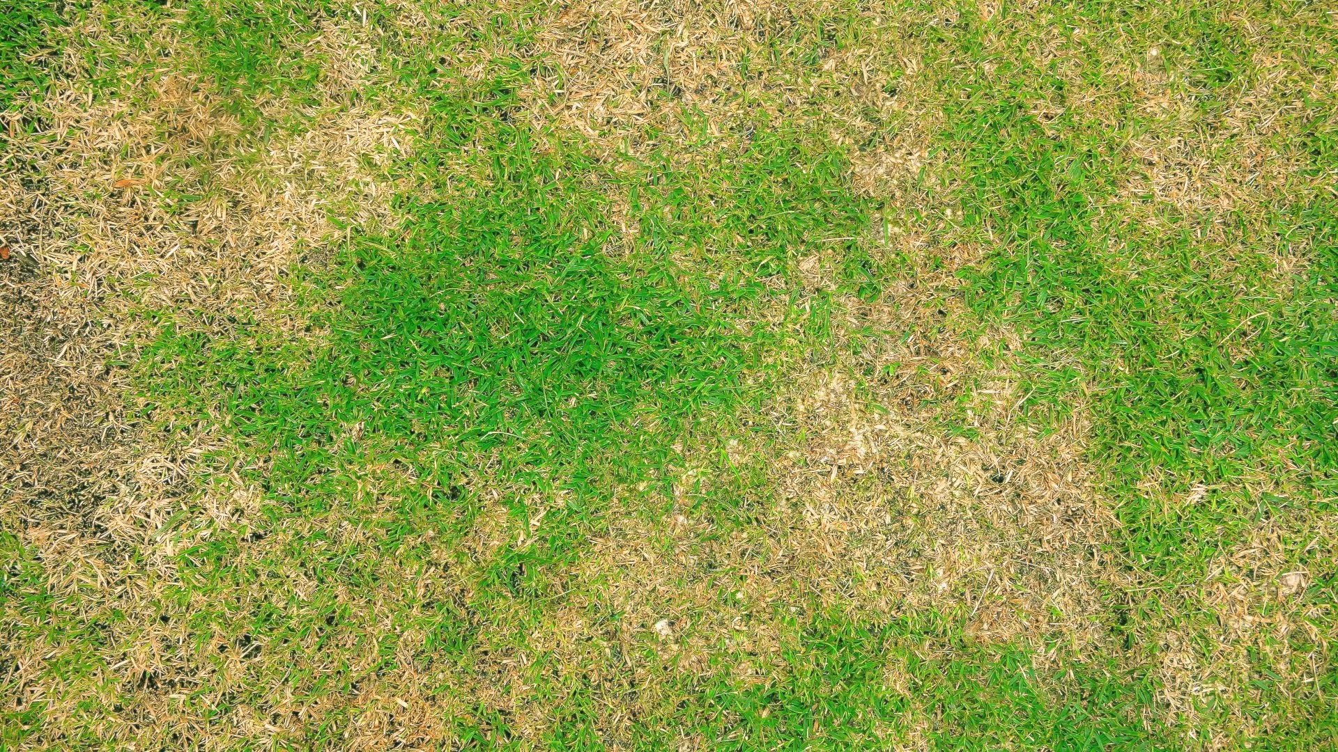 Brown Patch Is a Common Lawn Disease That Affects Turf in Ohio