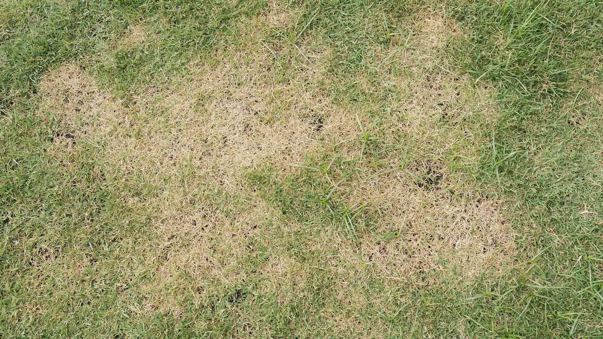 Brown patch diseased lawn in Mansfield, OH.