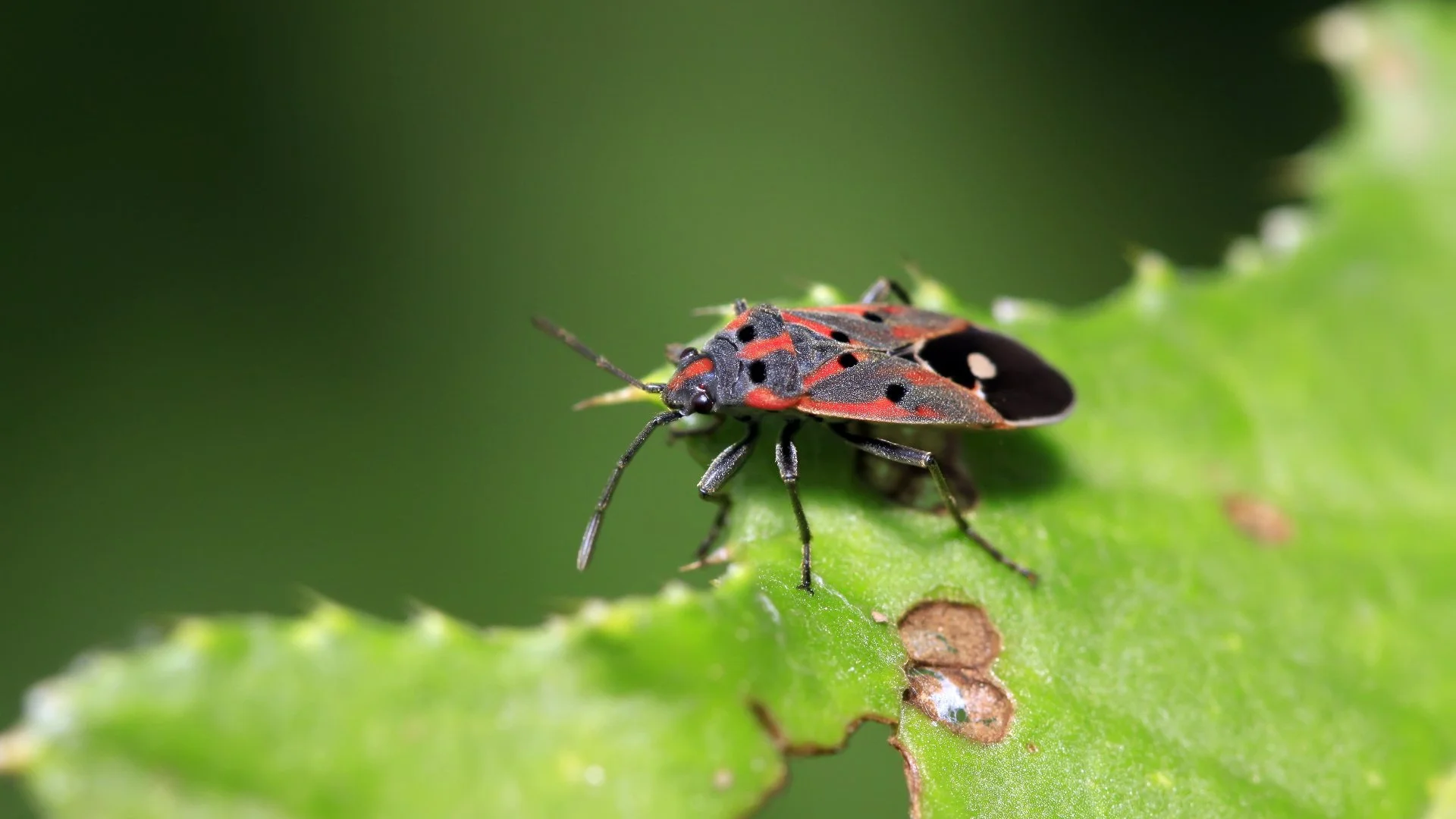 How to Help Your Lawn Recover From Damage Caused by Chinch Bugs