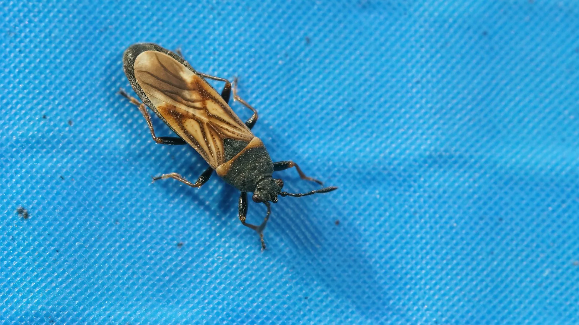 Chinch Bugs Are Harmful Lawn Insects - What to Know About Them