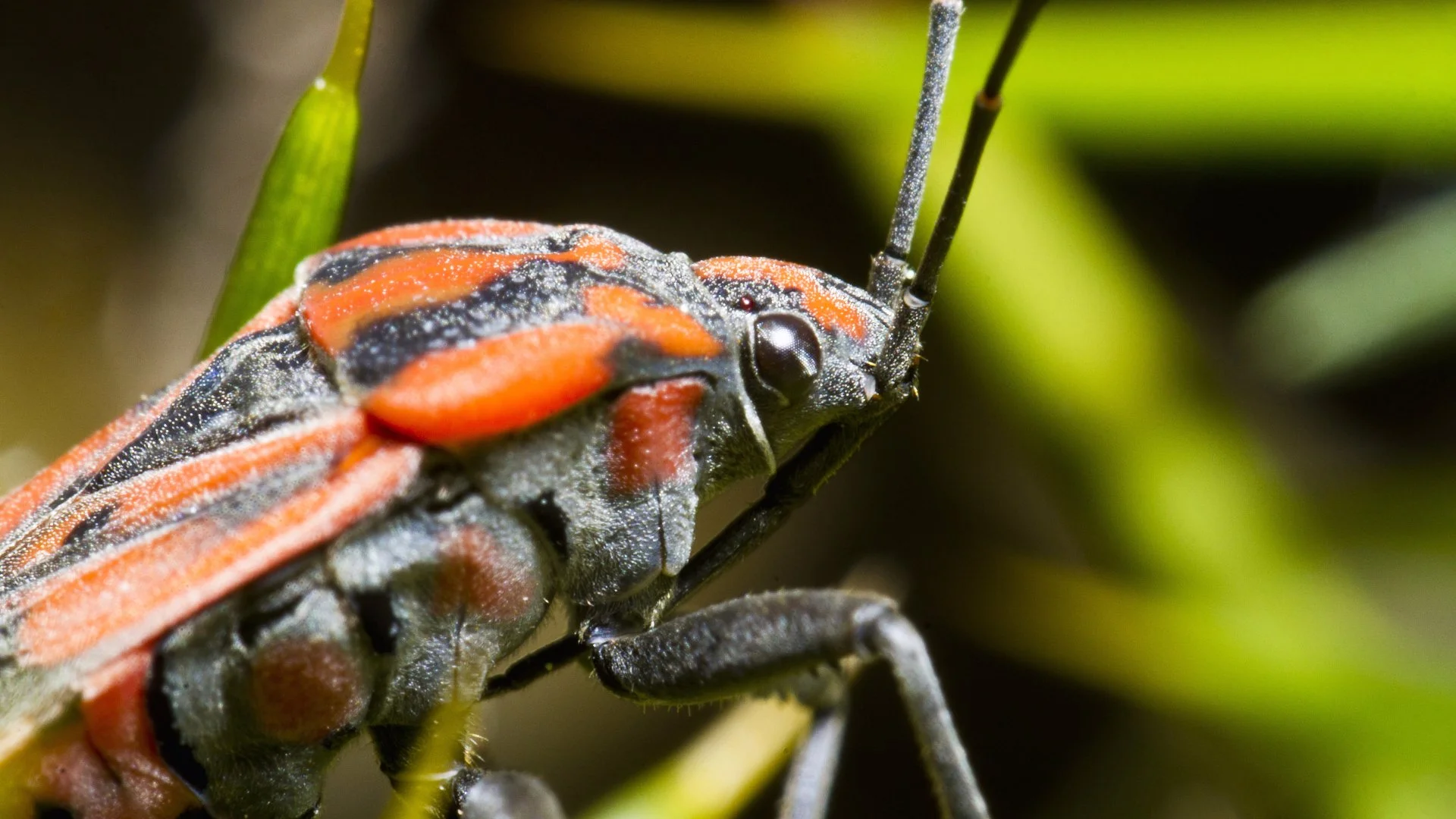 Are Chinch Bugs Harmless Insects?
