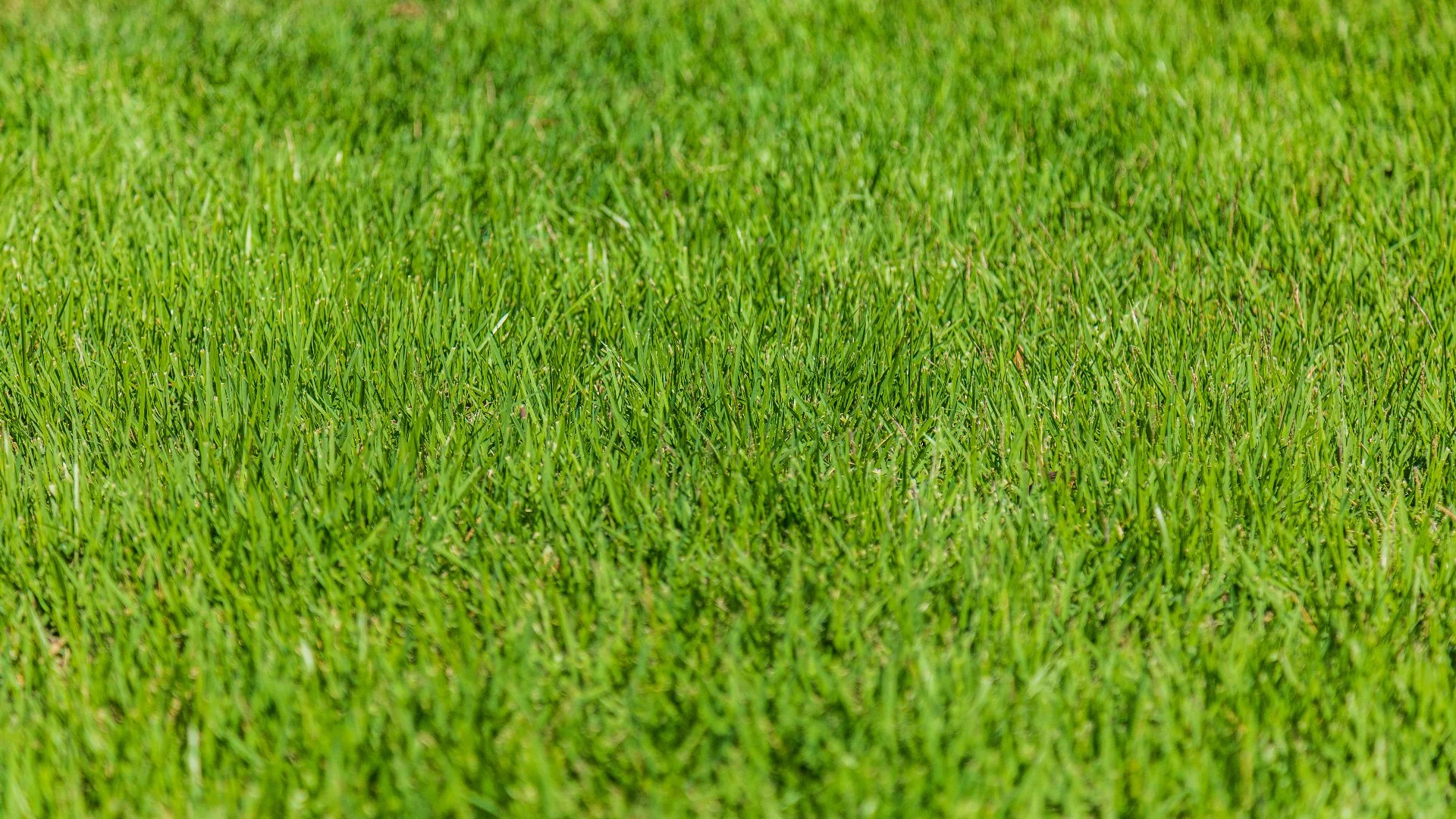 Should You Apply Liquid or Granular Fertilizer for Your Lawn in Ohio?