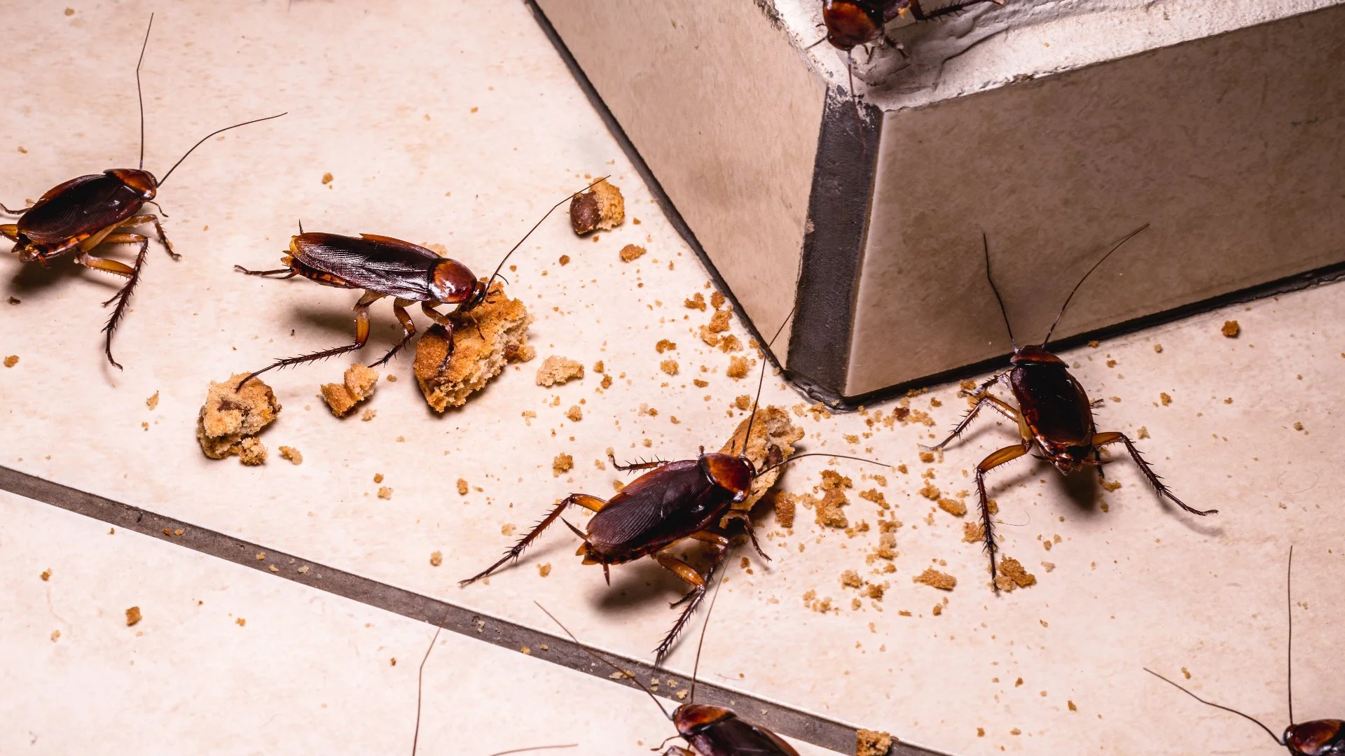 Signs That Indicate Your Home Is Infested With Cockroaches