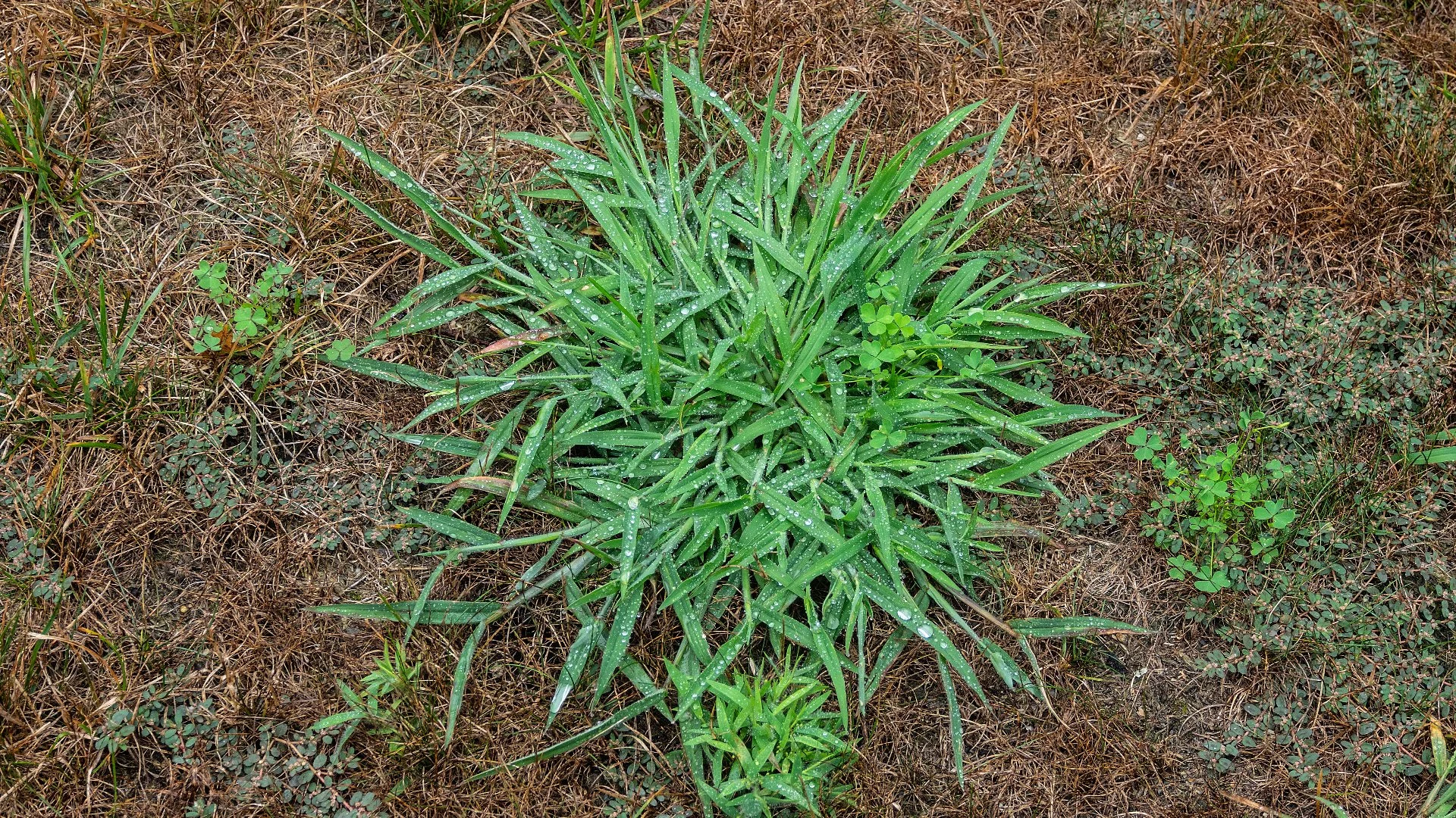 How to Spot & Control Crabgrass on Your Lawn
