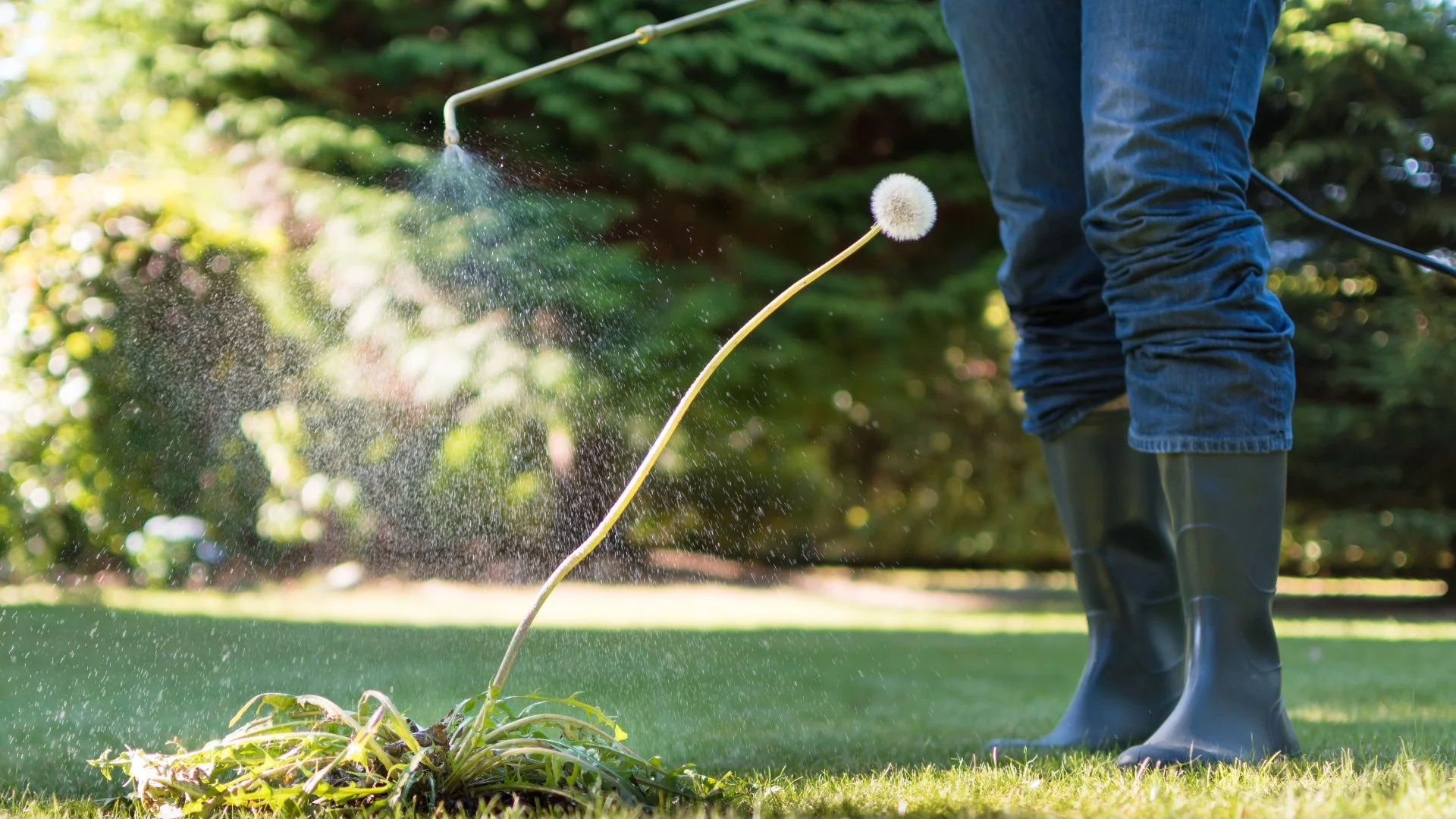 Will Weed Control Treatments Kill Your Lawn?