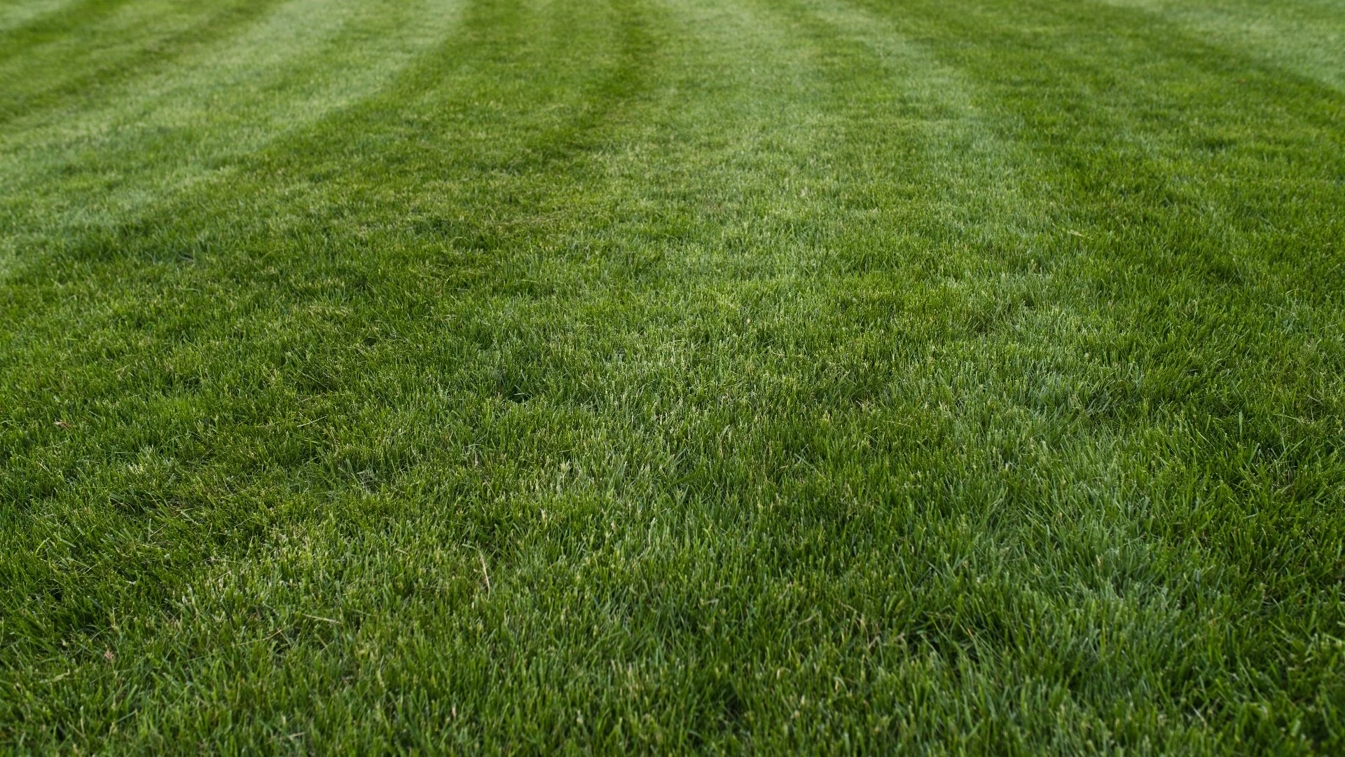 Can You Put Too Much Fertilizer on Your Lawn?