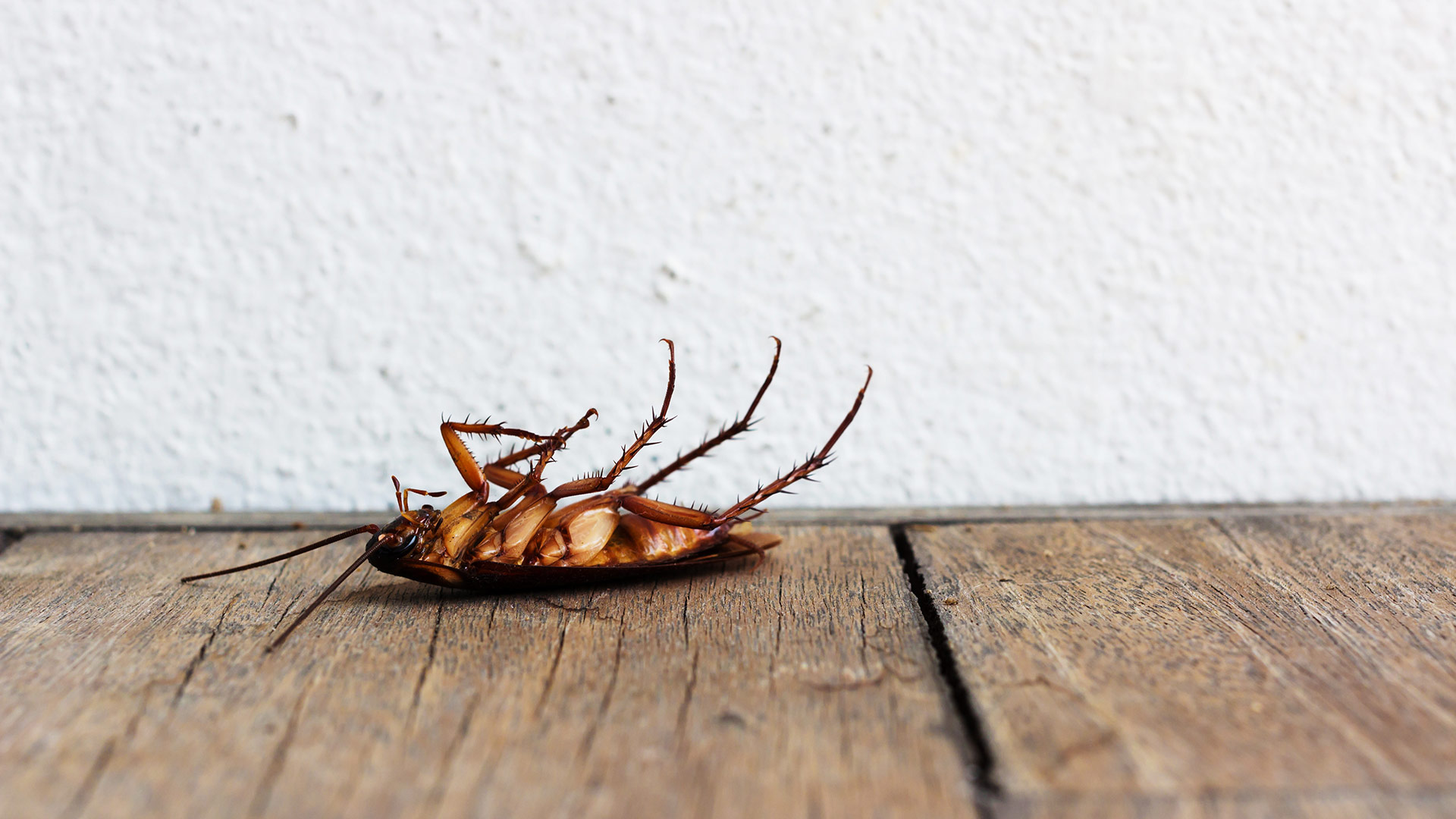 Dead cockroach on its back near Mansfield, OH.
