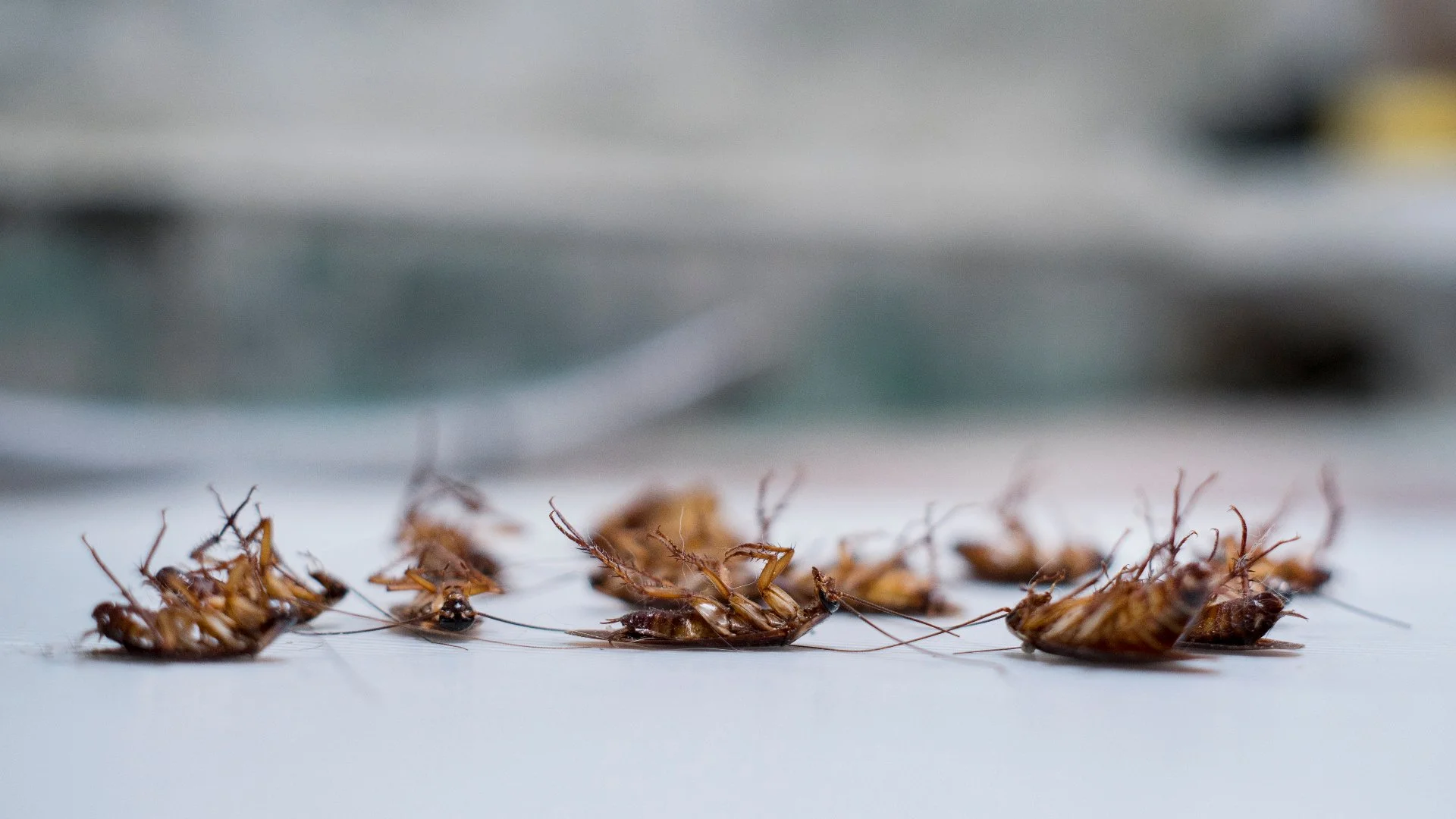 Ways to Prevent Cockroaches From Invading Your Inside Space