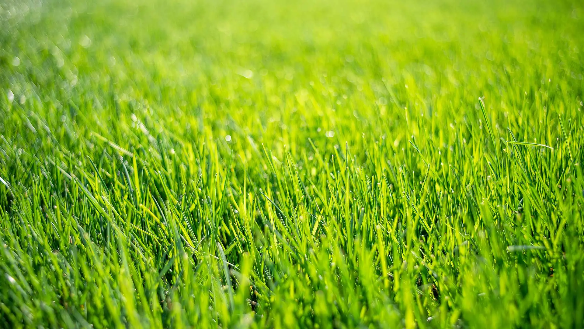 Deep, lush lawn grass at a home in Mansfield, OH.
