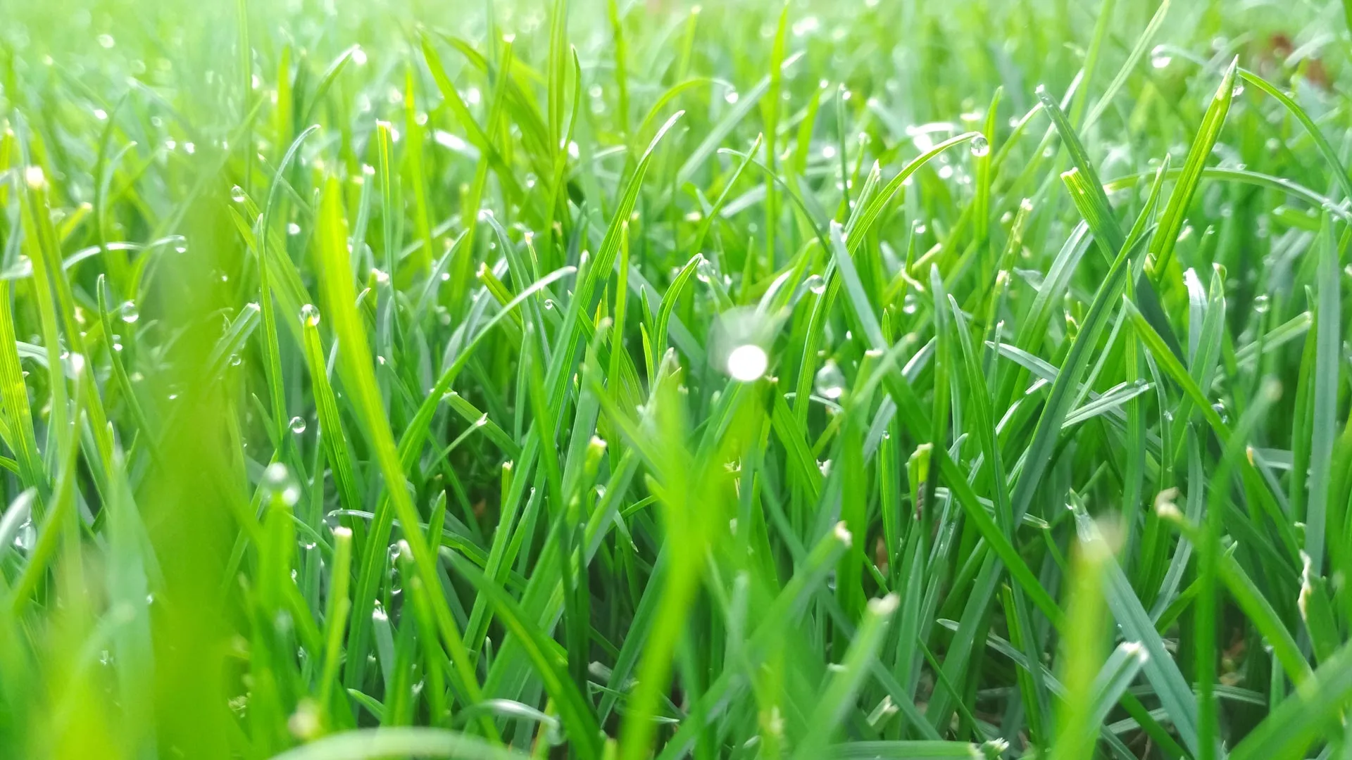 What Services Should Be Included in a Lawn Care Program?