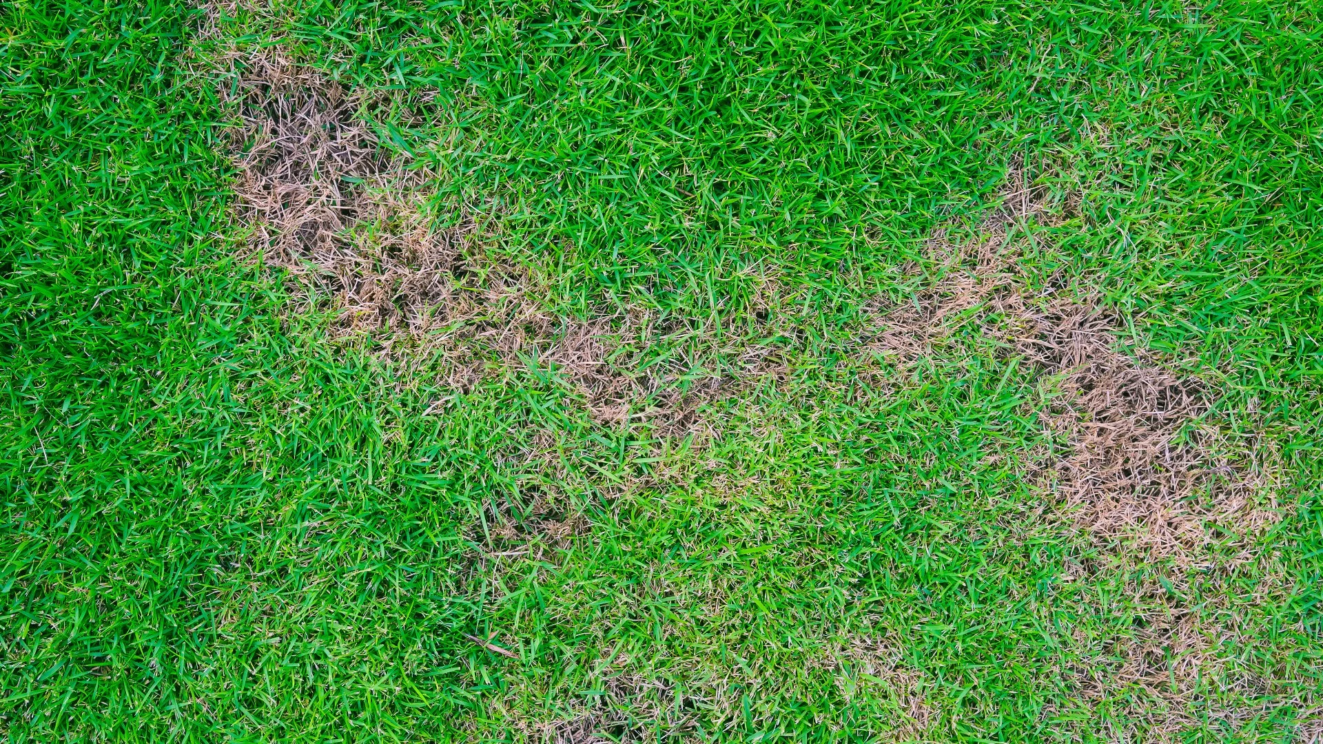 Are Your Grass Blades Turning Pinkish-Red? Here’s What To Do About Red Thread