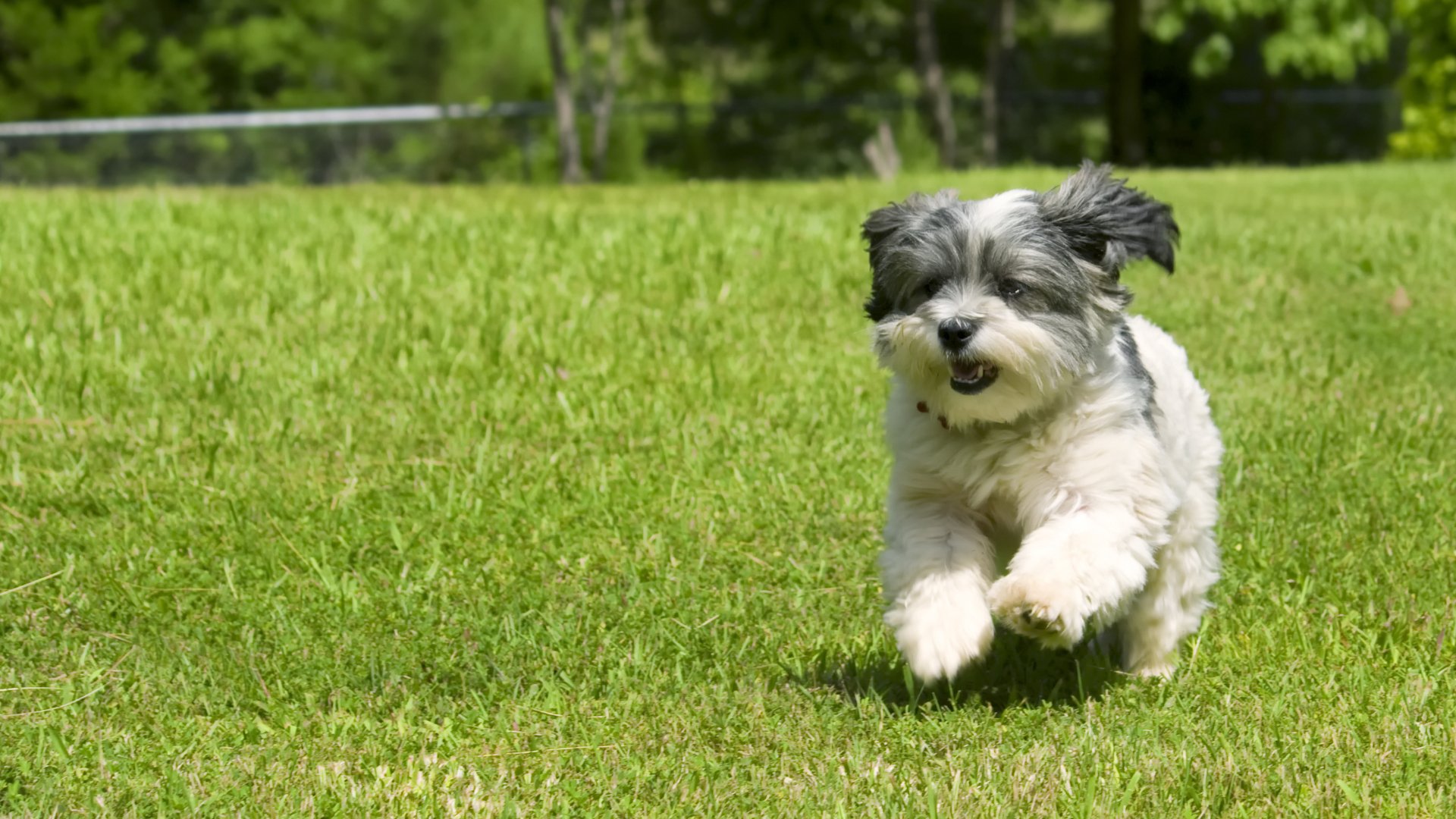 When to Let Your Pet on the Lawn After a Fertilizer Treatment