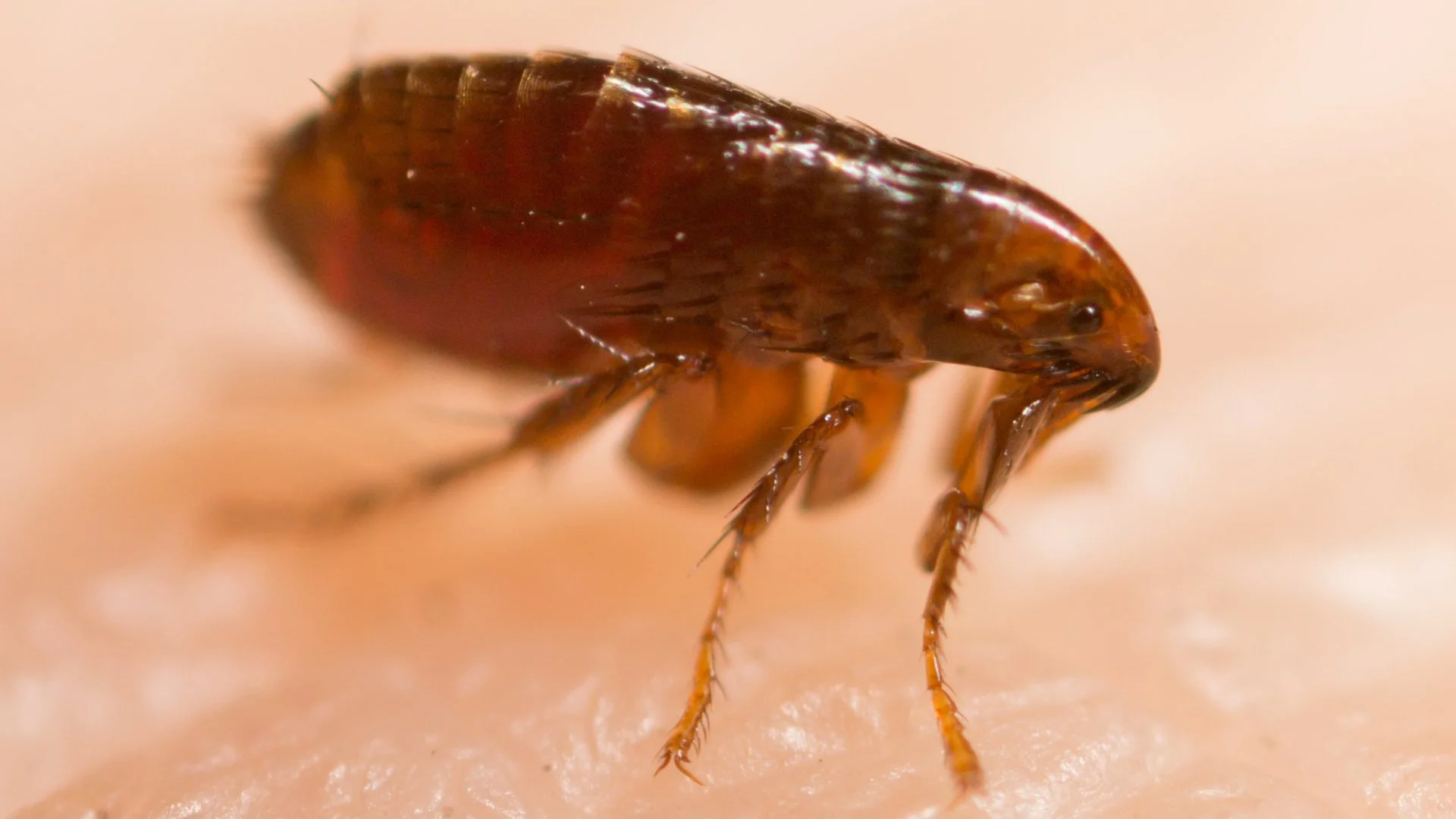 Uh Oh - Did You Discover a Flea Infestation? Do This!