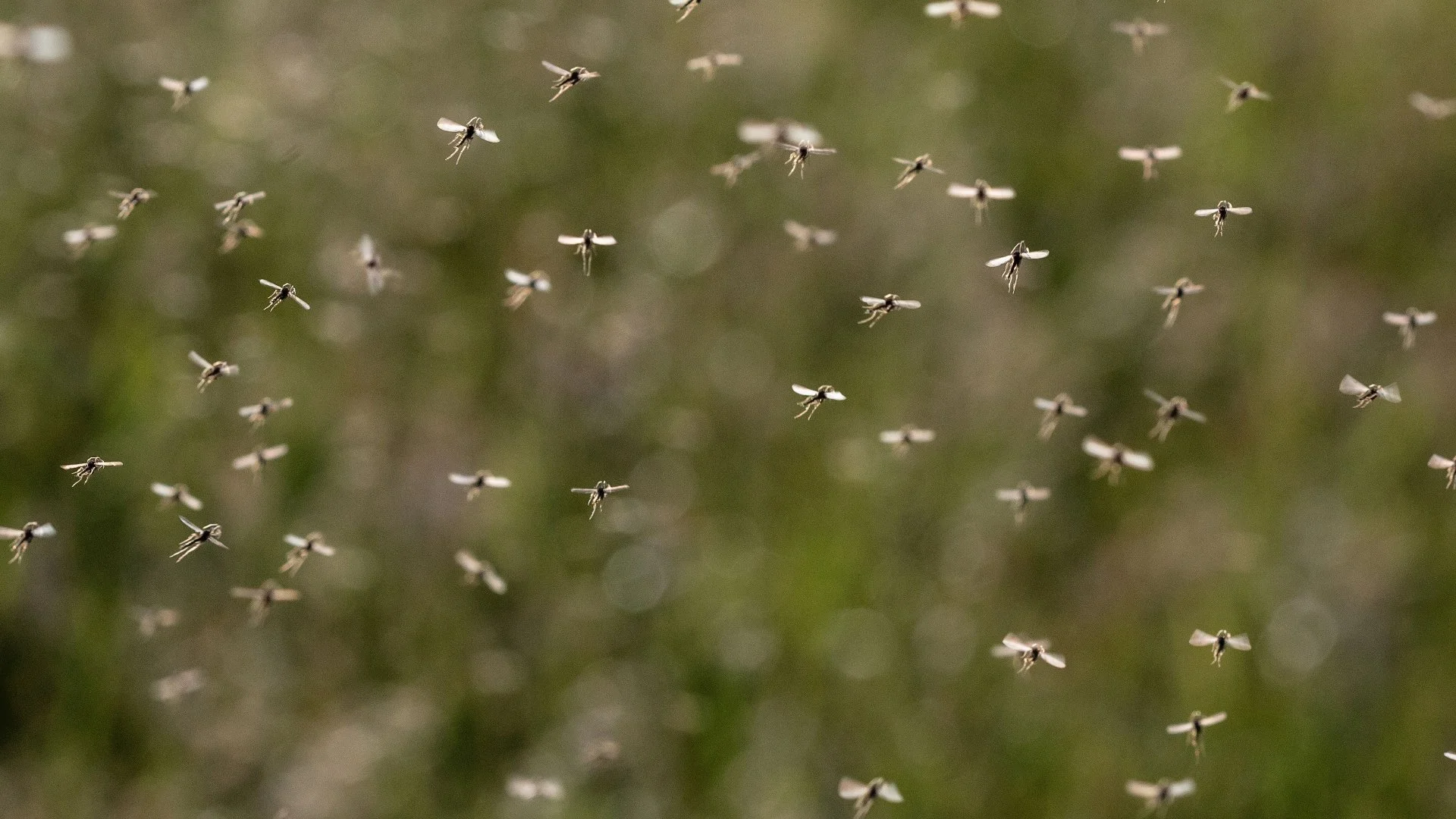 Does Rain Make Mosquitoes More Active?