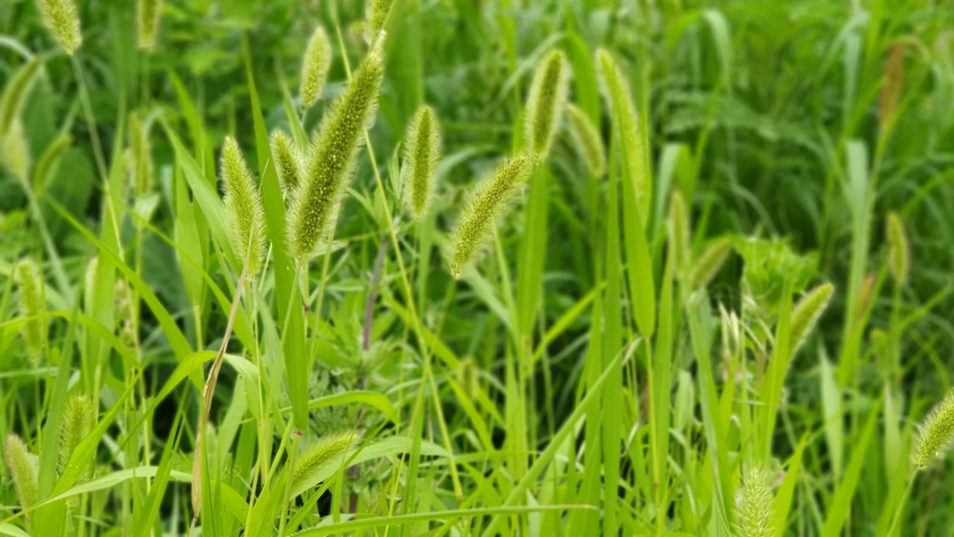 Is There a Difference Between Broadleaf & Grassy Weeds?