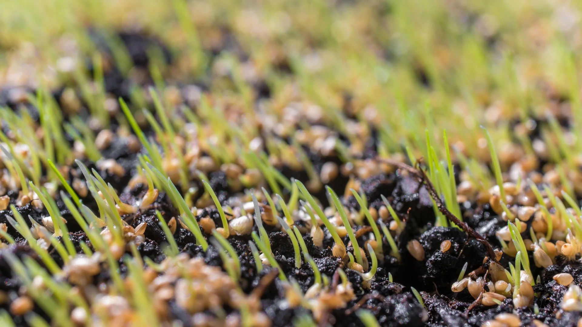 Why Is Fall the Best Season to Have Your Lawn Overseeded?