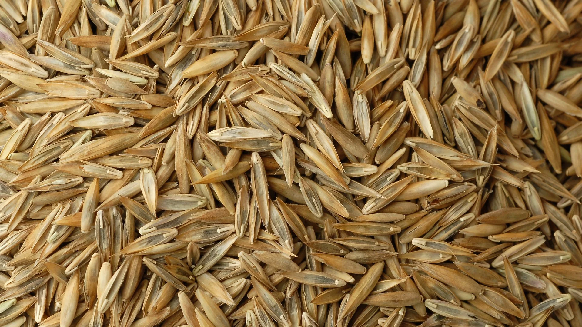 How Much Grass Seed Should You Use for Overseeding a Lawn?