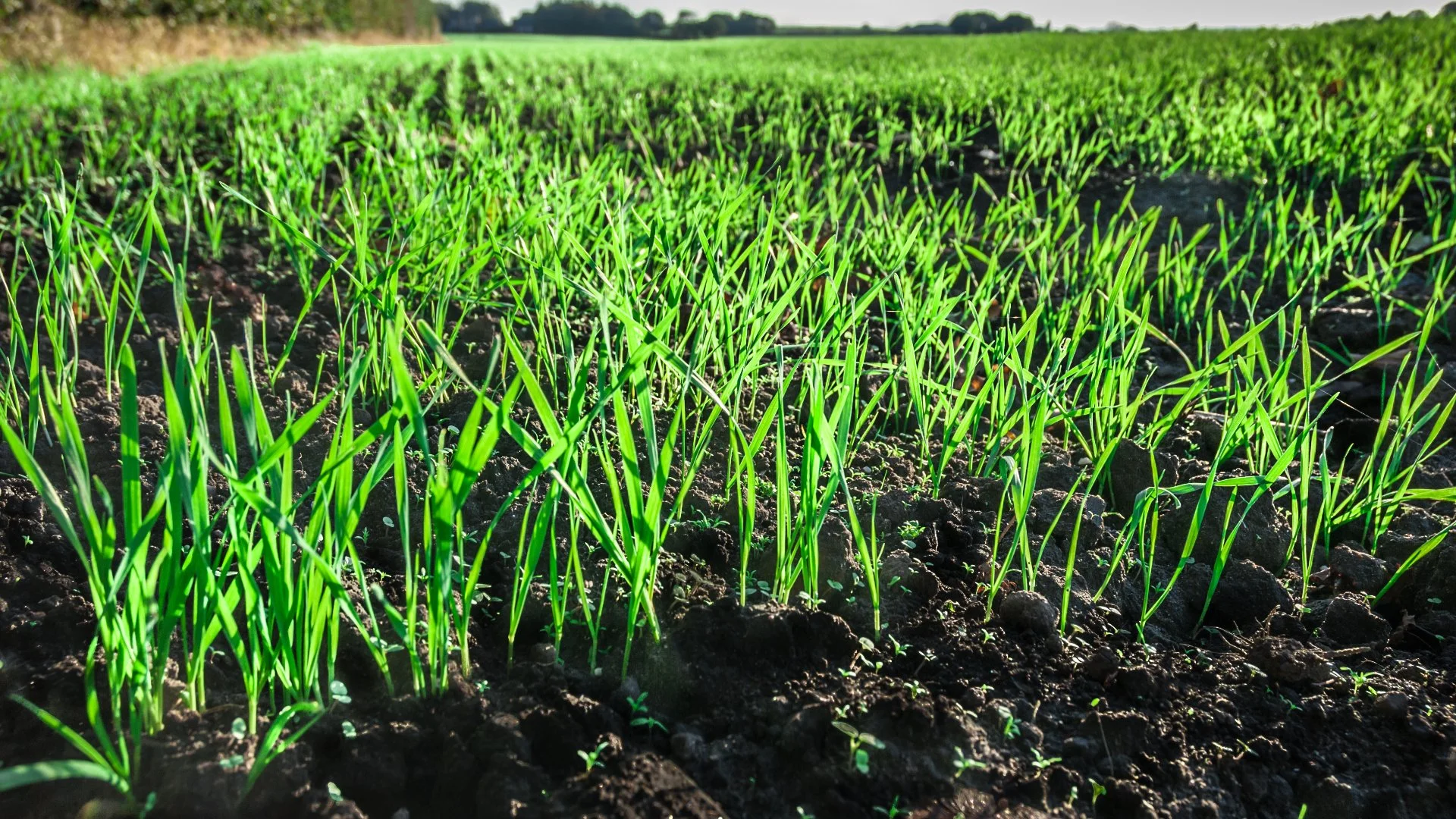 When to Expect New Grass Growth After Overseeding Your Lawn