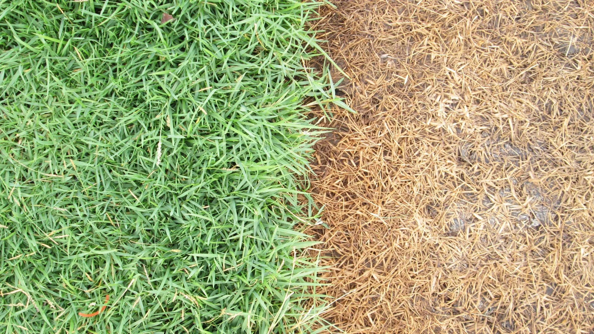Why Is Your Lawn Brown? Turf Disease, Dehydration, or Over-Fertilization?