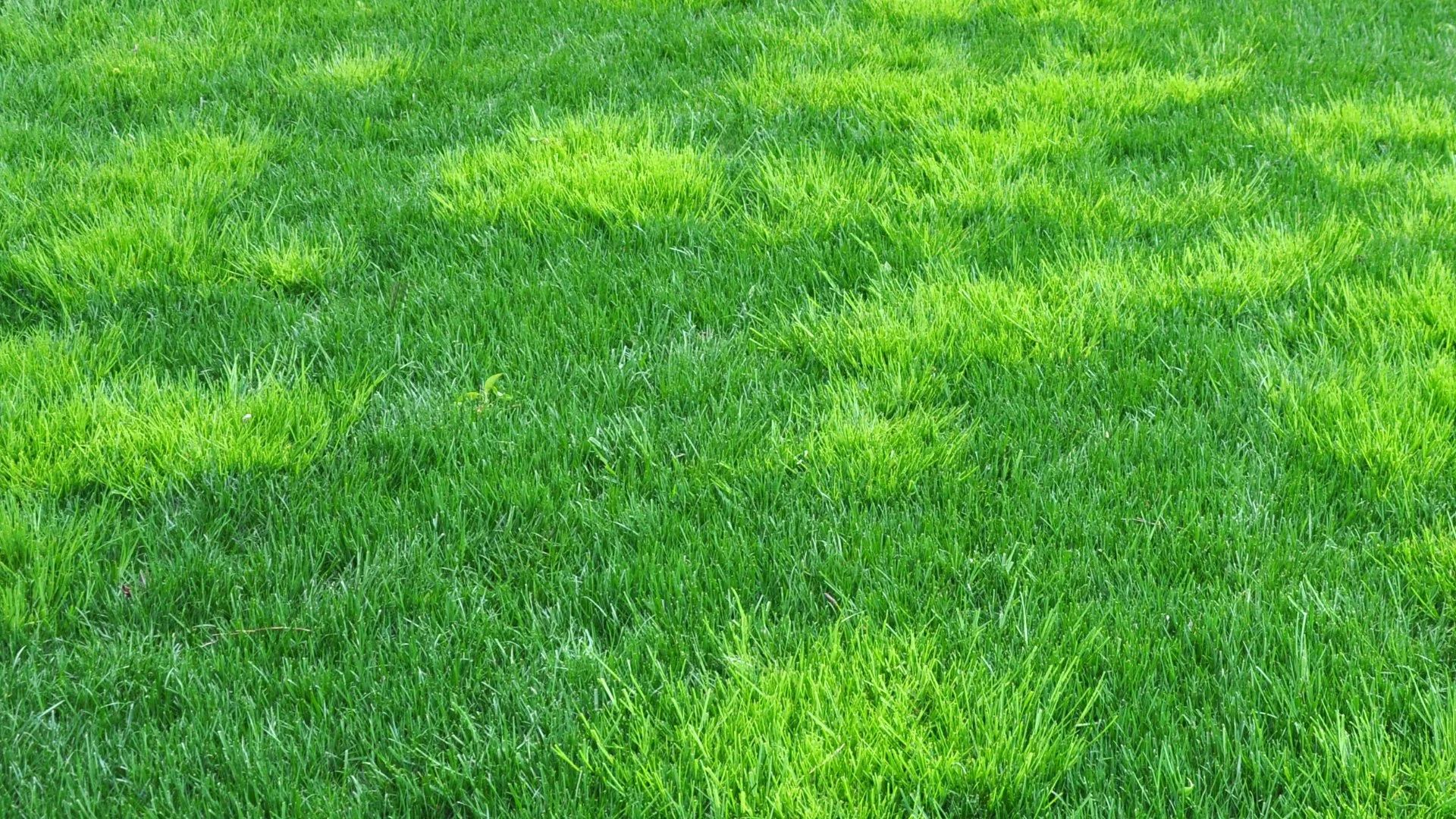 Post-Emergent Weed Control: How Quickly Will You See Results?