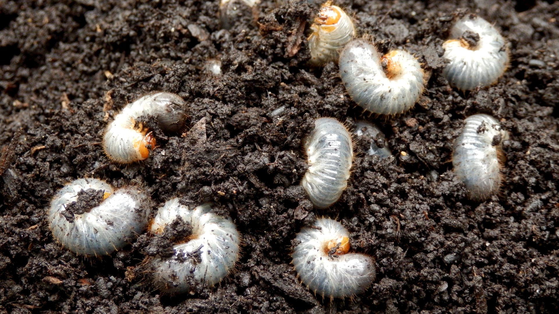 The Signs & What To Do if Your Lawn Has a Grub Infestation