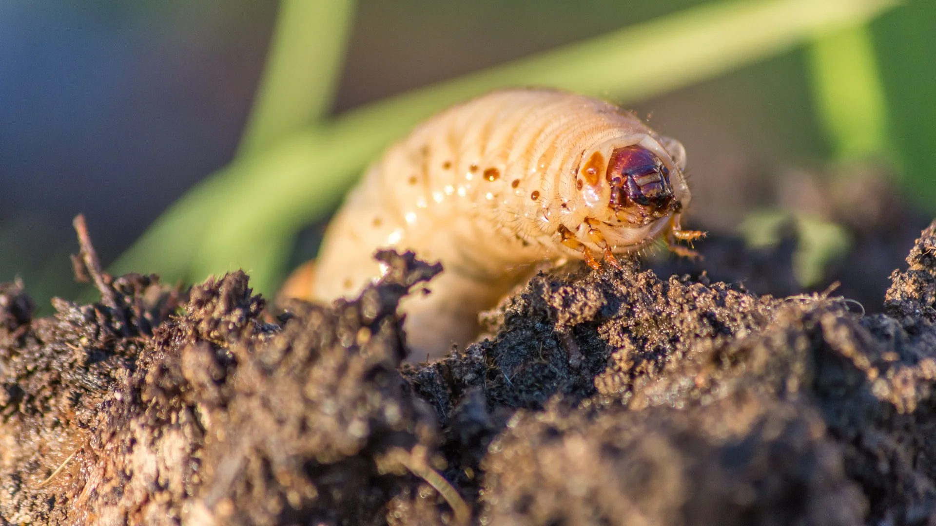 What Will Lawn Grubs Eventually Turn Into?