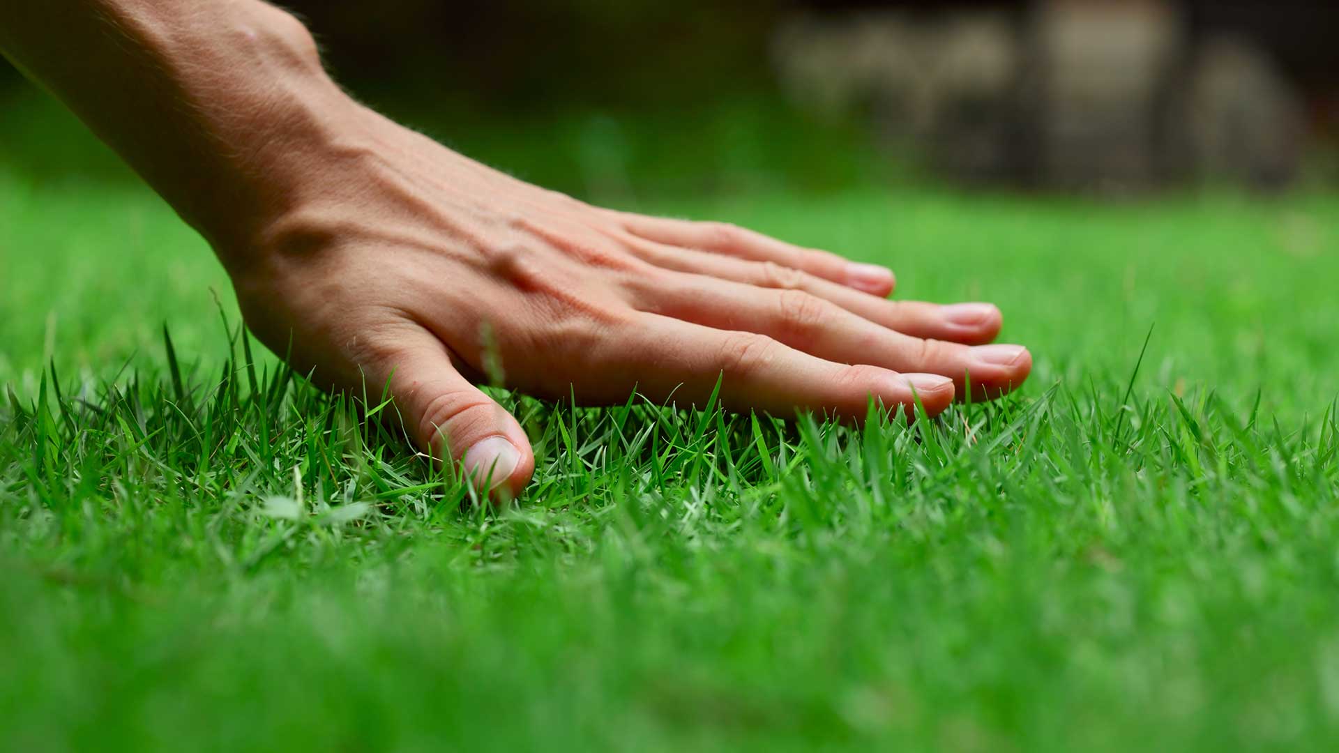 A lawn care customer touching lush, green grass on their lawn in Mansfield, OH.