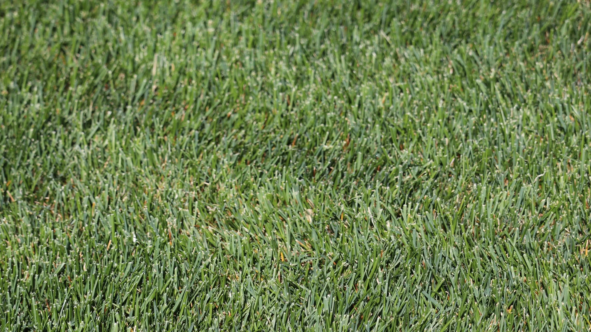Core Aeration & Overseeding: A Powerful Lawn Care Combination