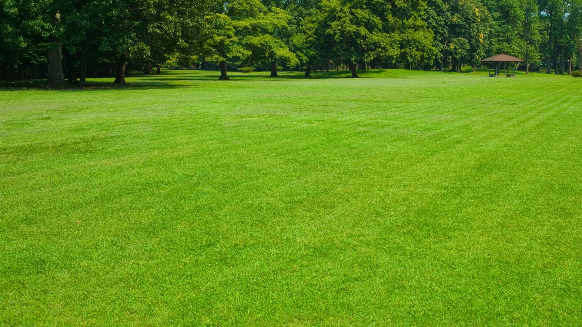 How Many Fertilizer Treatments Does Your Lawn Need in the Summer?