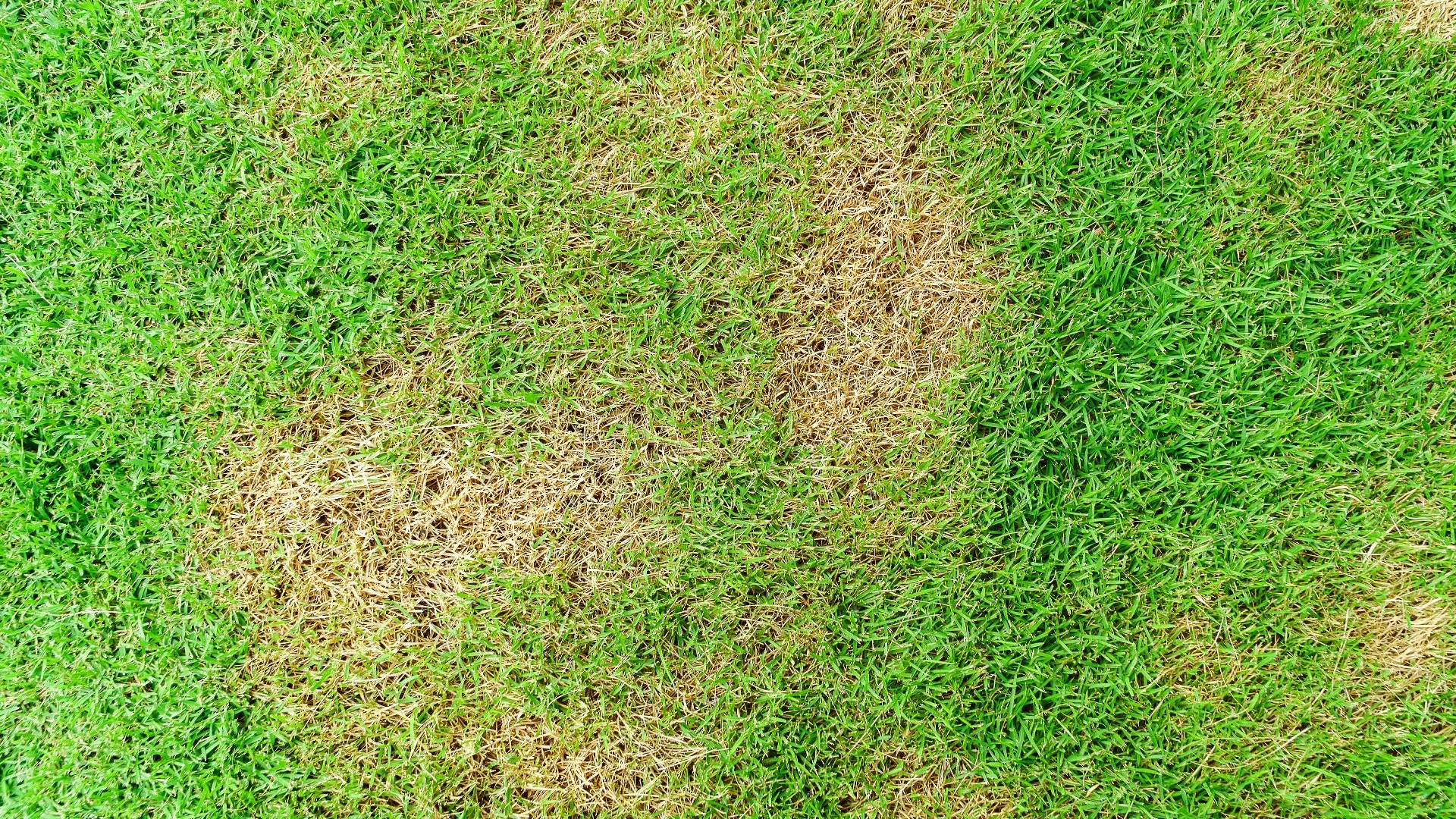 Keep You Lawn Protected From Diseases With Preventative Treatments