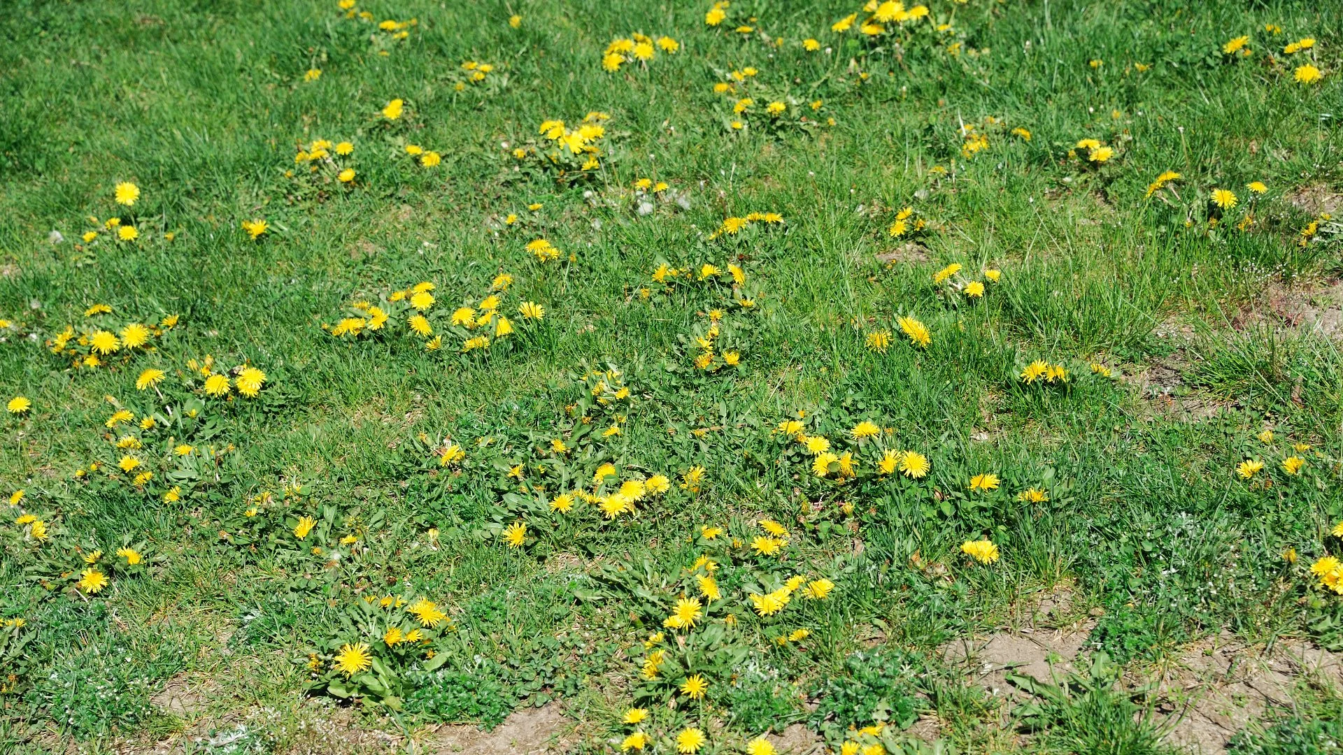 What Happens If You Skip Spring Weed Control? Risks & Consequences