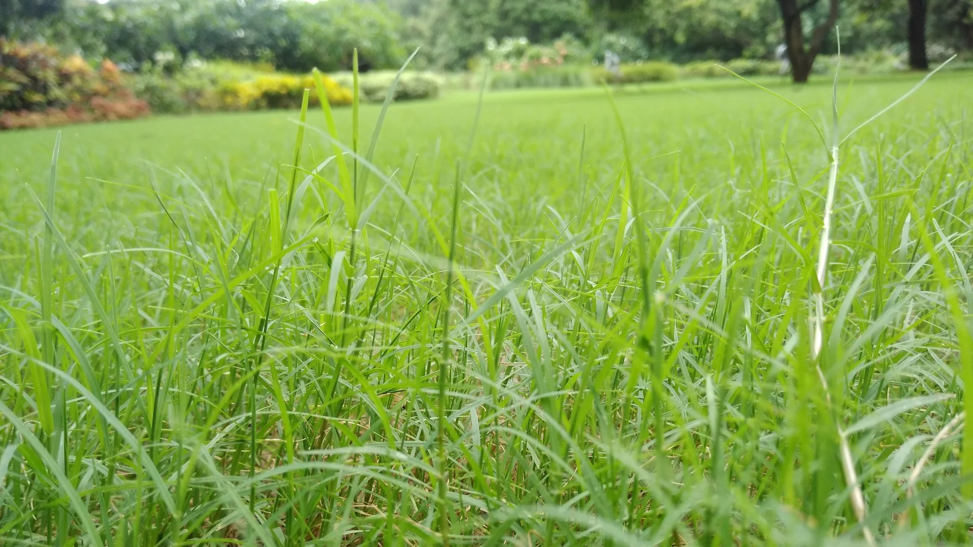 Nutsedge - What Does This Weed Look Like & How Do You Deal With It?