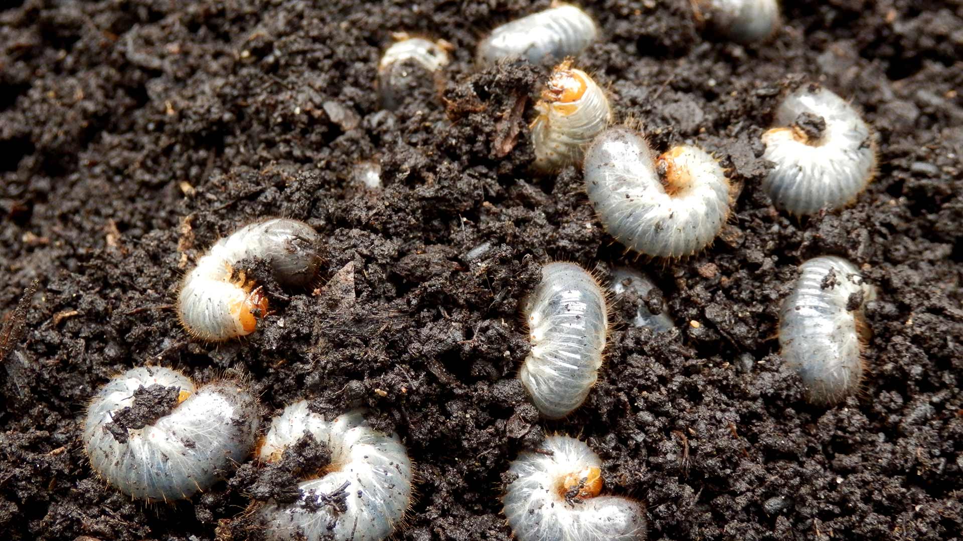 Lawn grubs clustered in soil near Mansfield, OH.