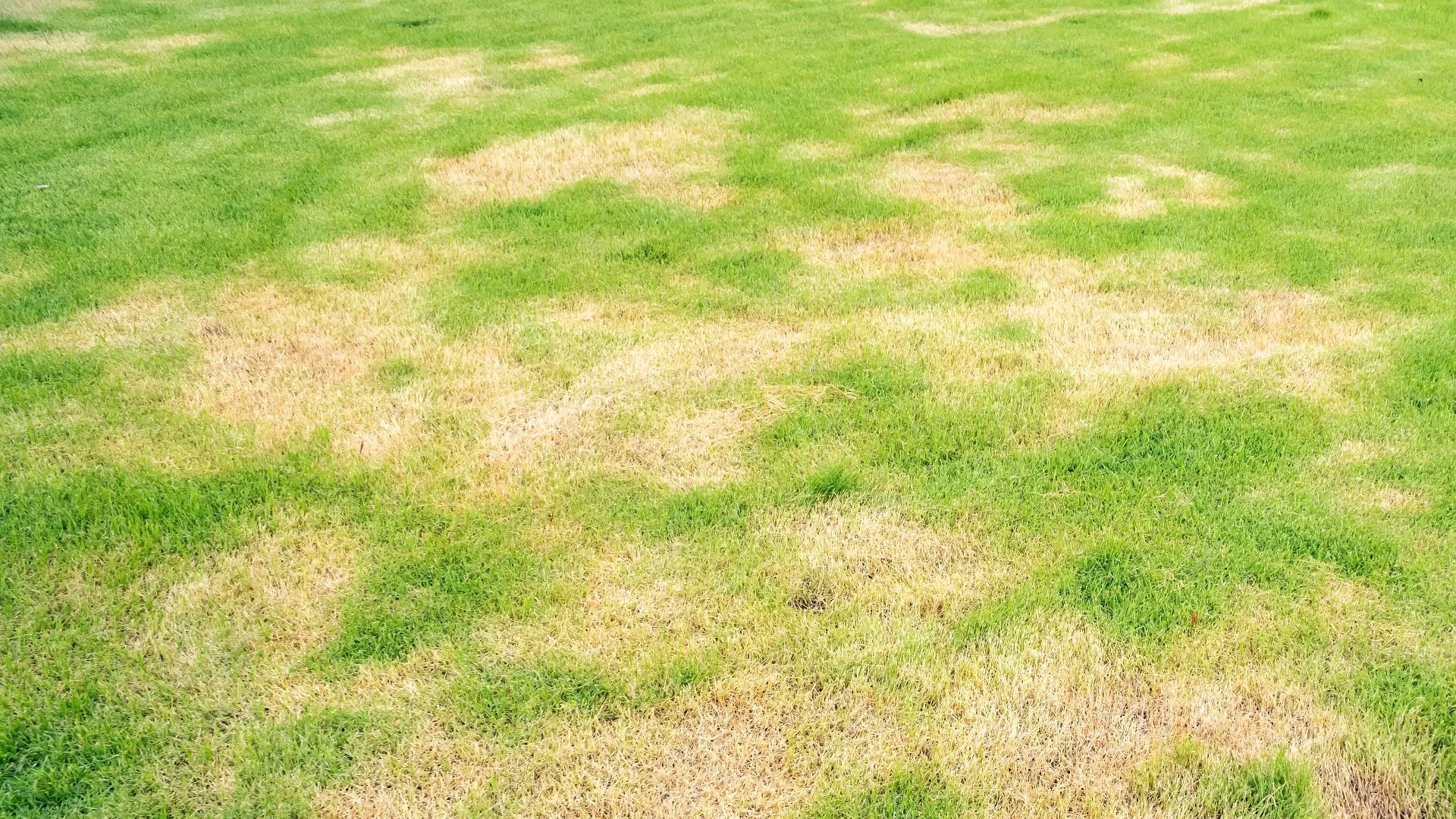Will Lawn Diseases Go Away Over Time Without Intervention?