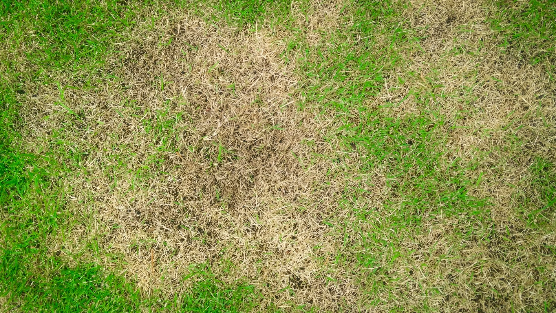 What Conditions Are Conducive to Lawn Disease Development?
