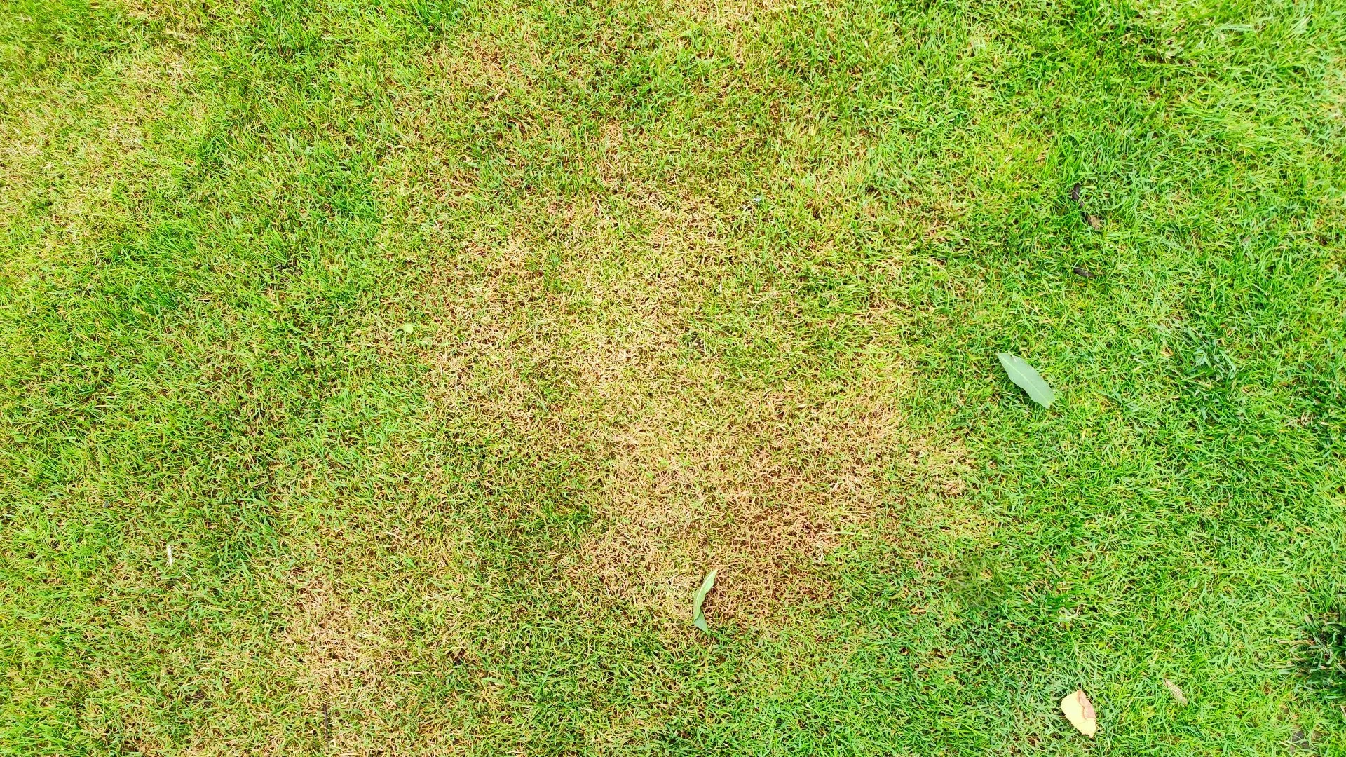 Fertilizer Burn: What to Do to Help Your Lawn Recover