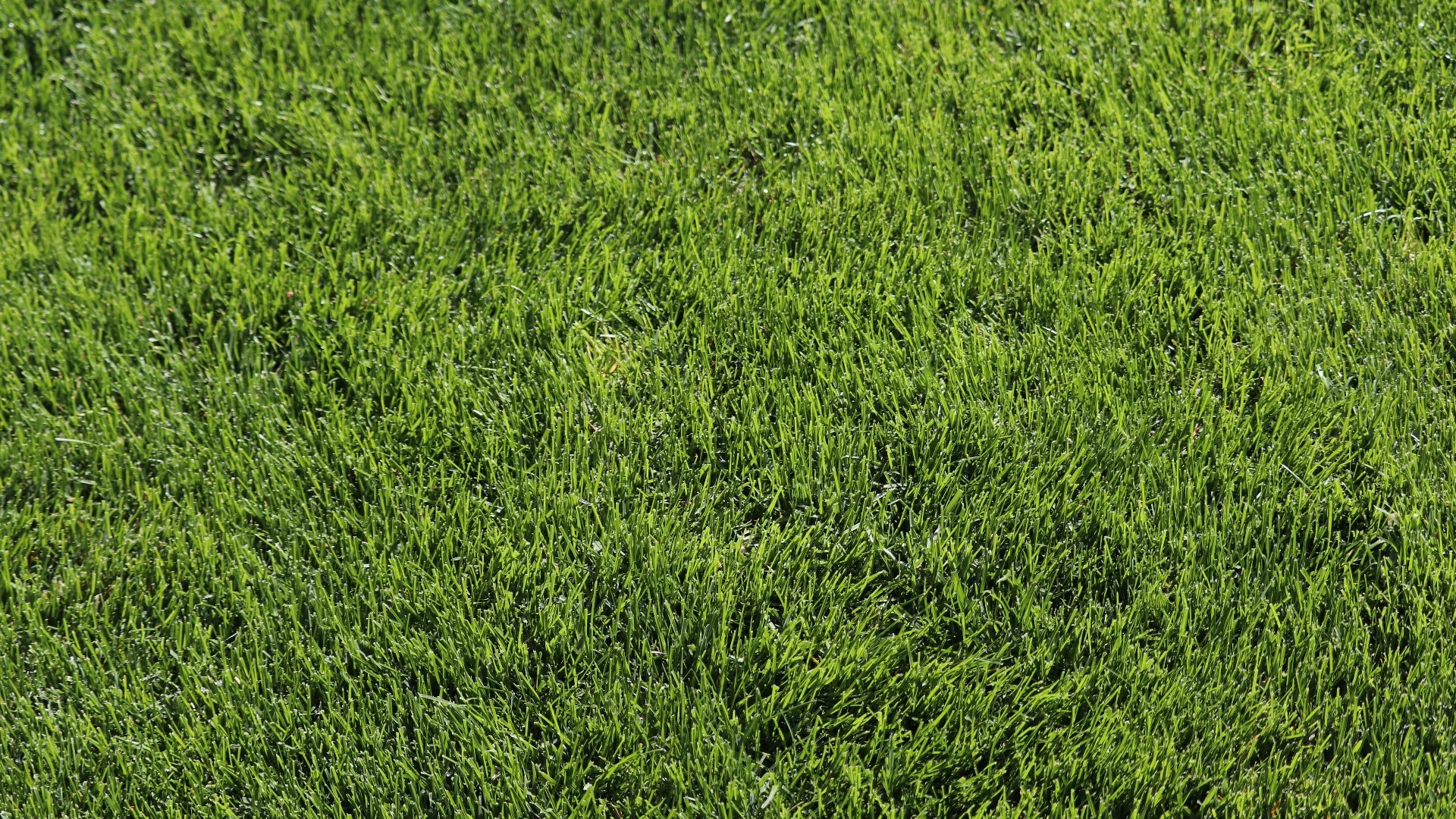 How Often Should You Schedule an Overseeding Service?