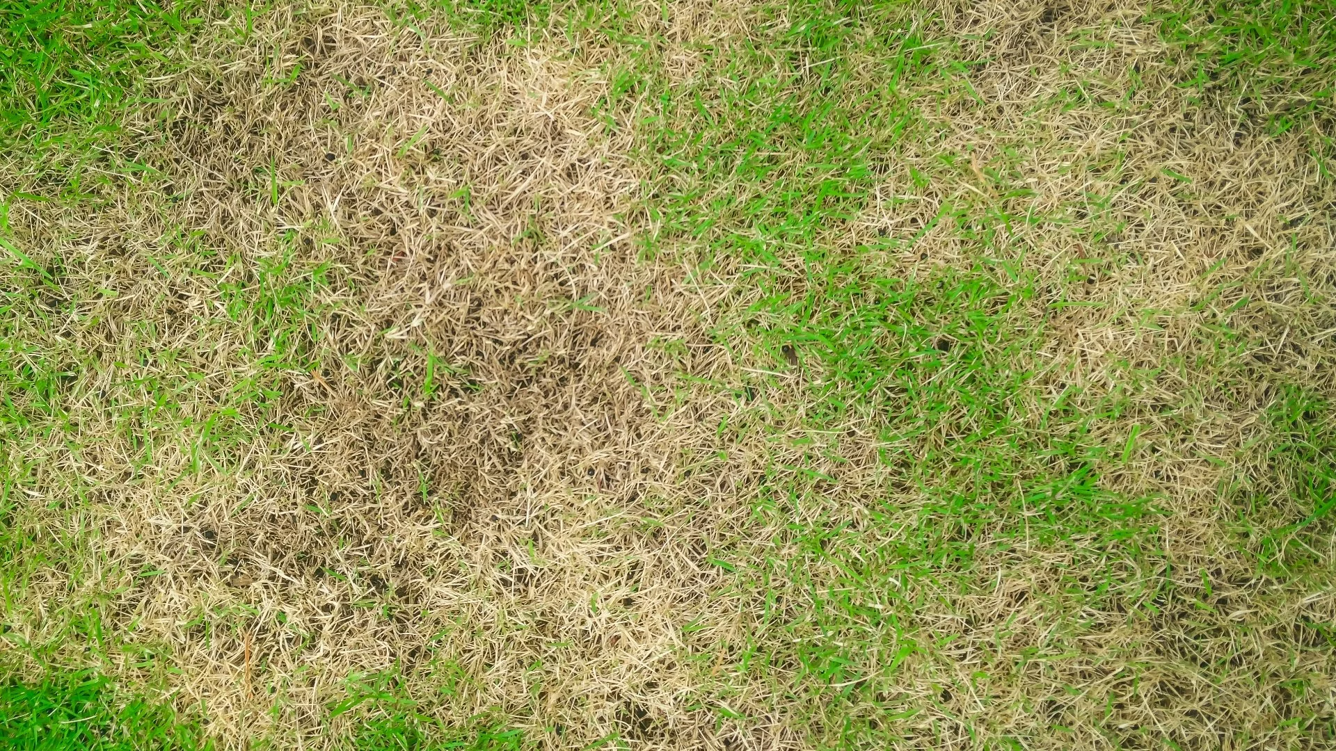 Will Brown Patch Lawn Disease Spread Across Your Lawn?