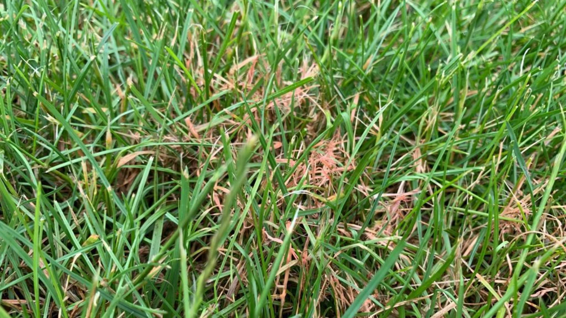 How to Keep Your Lawn Protected From Red Thread