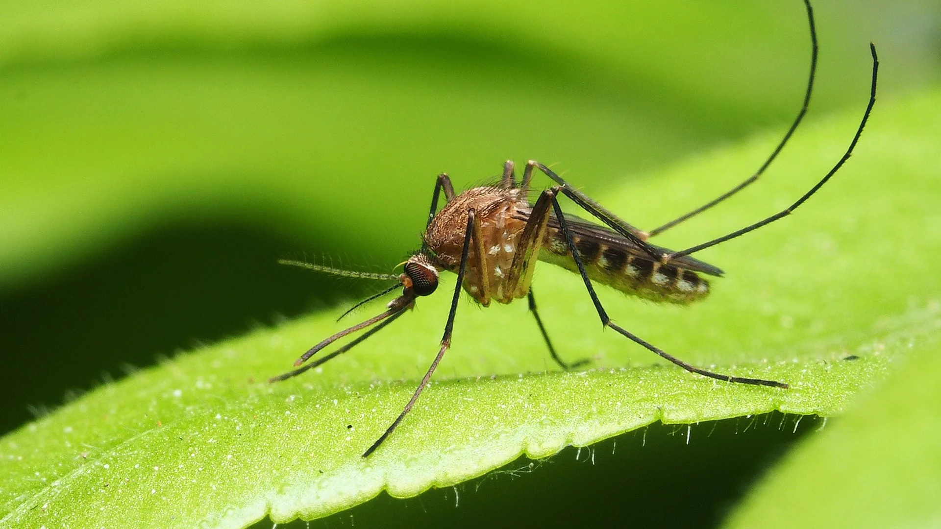 What Are Mosquito Harborage Areas?